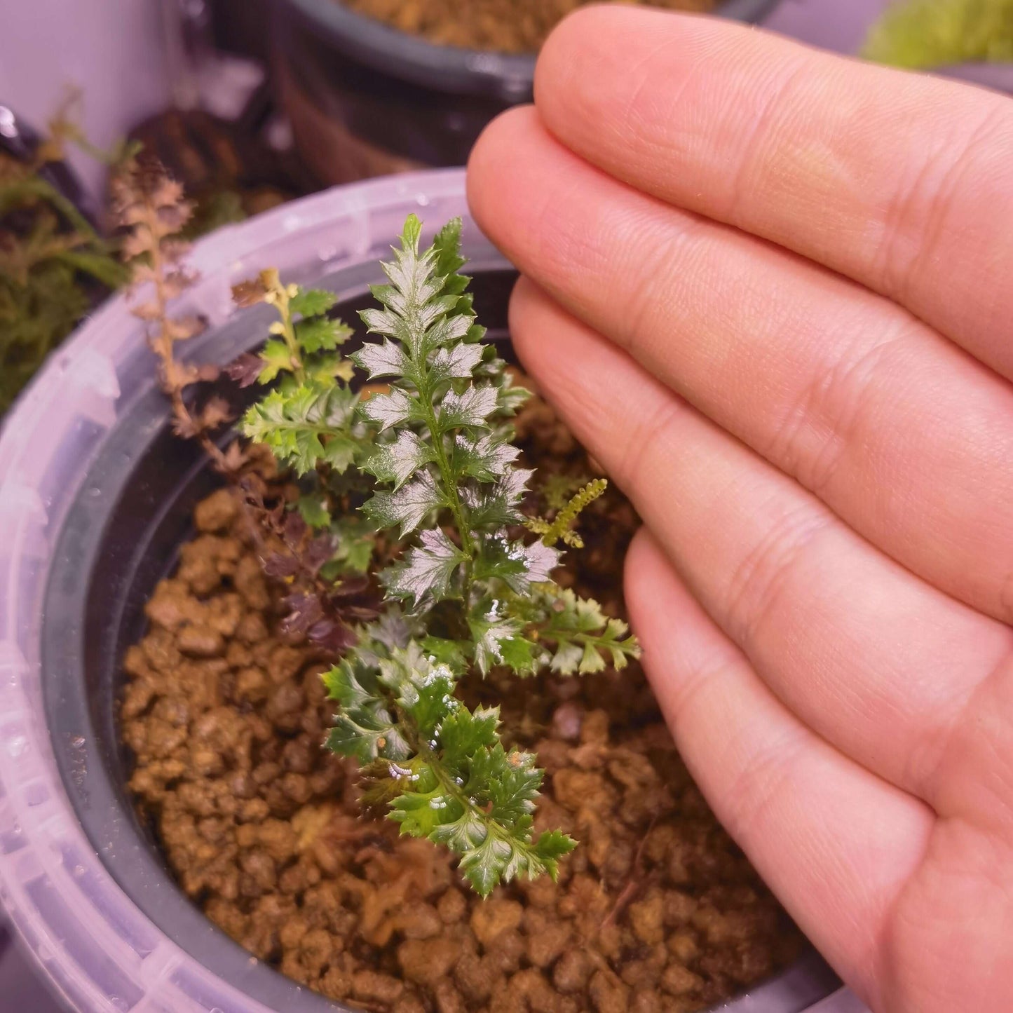 Polystichum acanthophyllum is a rare fern native to the high-altitude regions of China, including southeastern Tibet, Yunnan, western Sichuan. It grows at altitudes of 2800–4000 meters above sea level, thriving in shaded, humid environments on moss-covered rocks and tree trunks. Known for its finely divided fronds, this fern requires specialized care, making it a challenging yet rewarding plant for experienced growers.