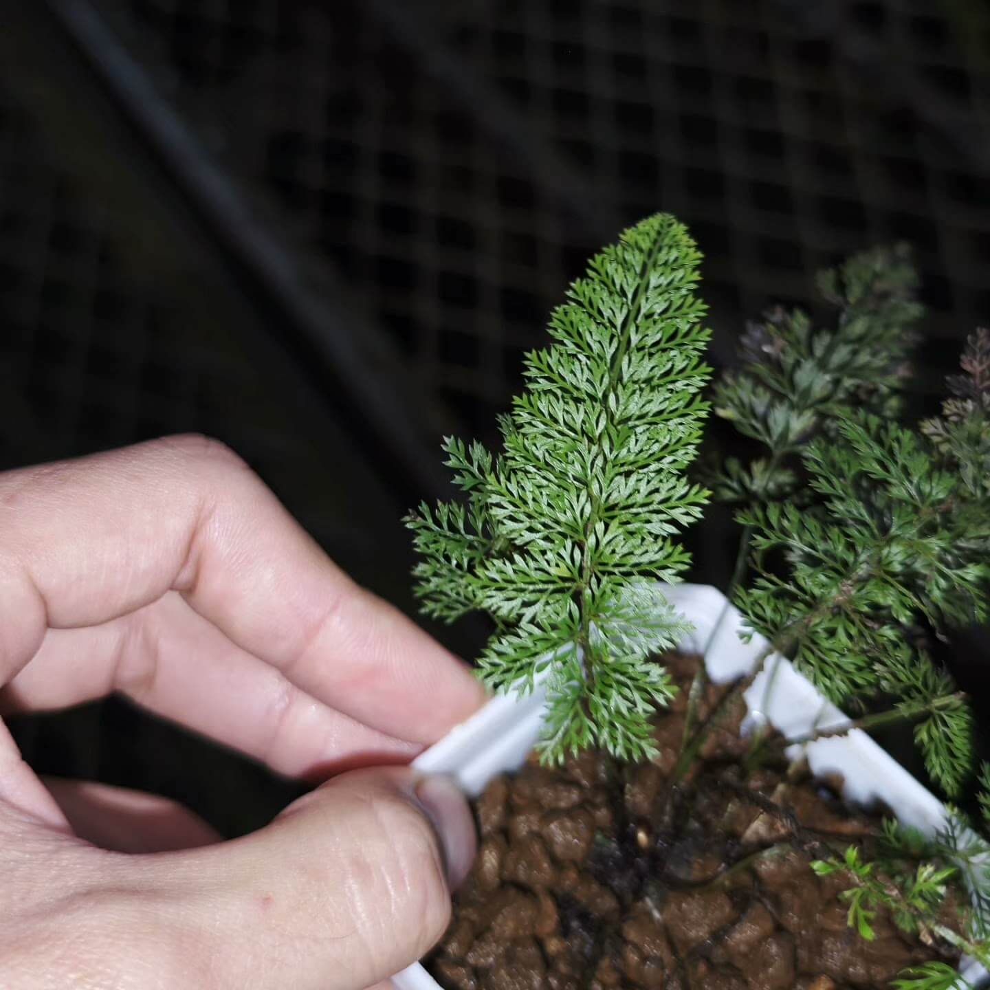 Polystichum alcicorne is a perennial fern native to temperate regions of China, thriving in shaded environments. It's well-suited for shaded garden areas and terrariums, offering attractive, arching fronds.
