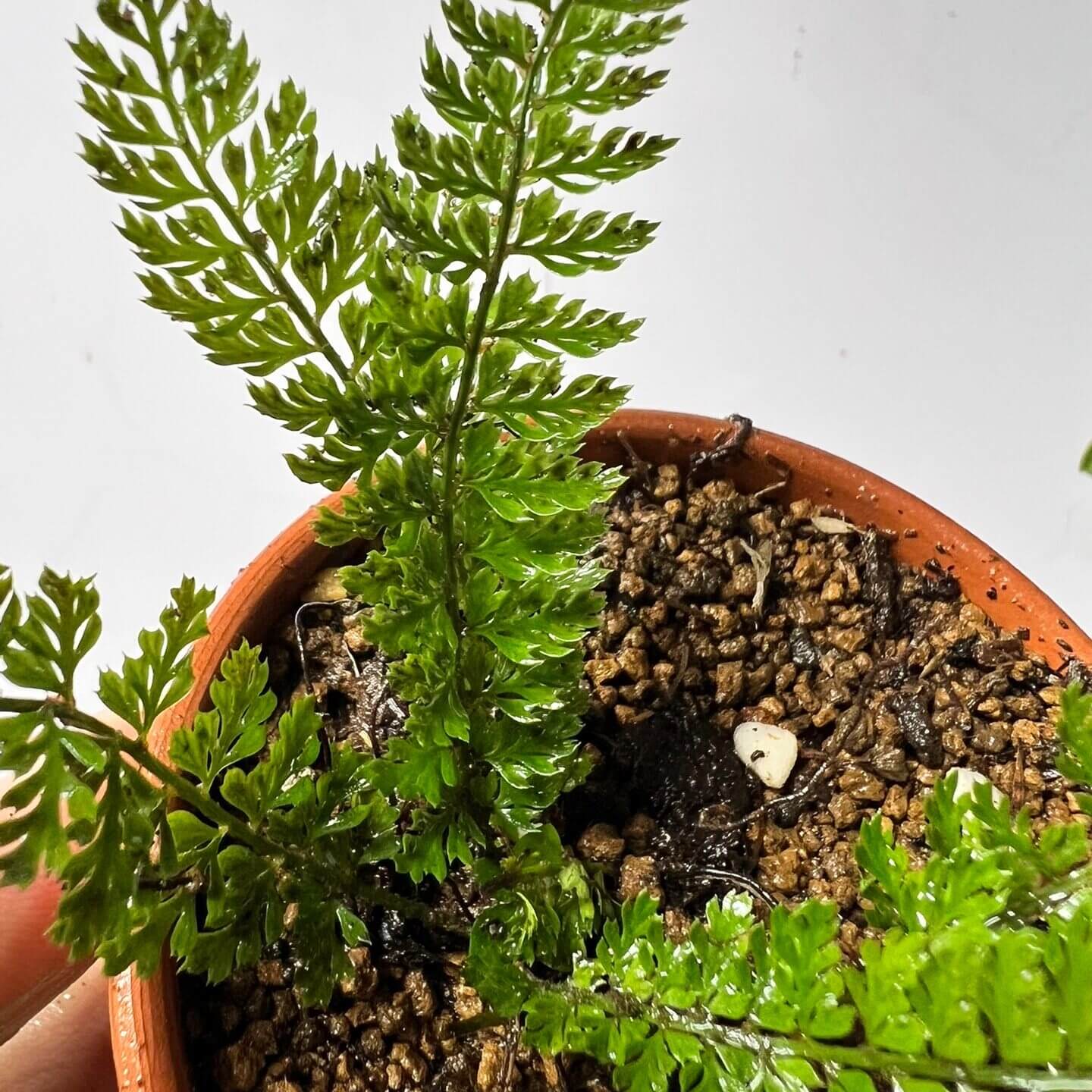 Polystichum christii Ching is a species of fern belonging to the genus Polystichum, and it is native to southern China—particularly in the regions of Yunnan and Guizhou—as well as northern Vietnam.