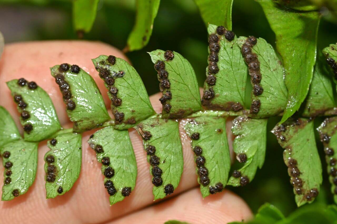 Polystichum deltodon is a lithophytic (rock-dwelling) fern native to subtropical regions of East and Southeast Asia. It thrives in shaded, moist environments, making it an excellent choice for terrariums and paludariums.