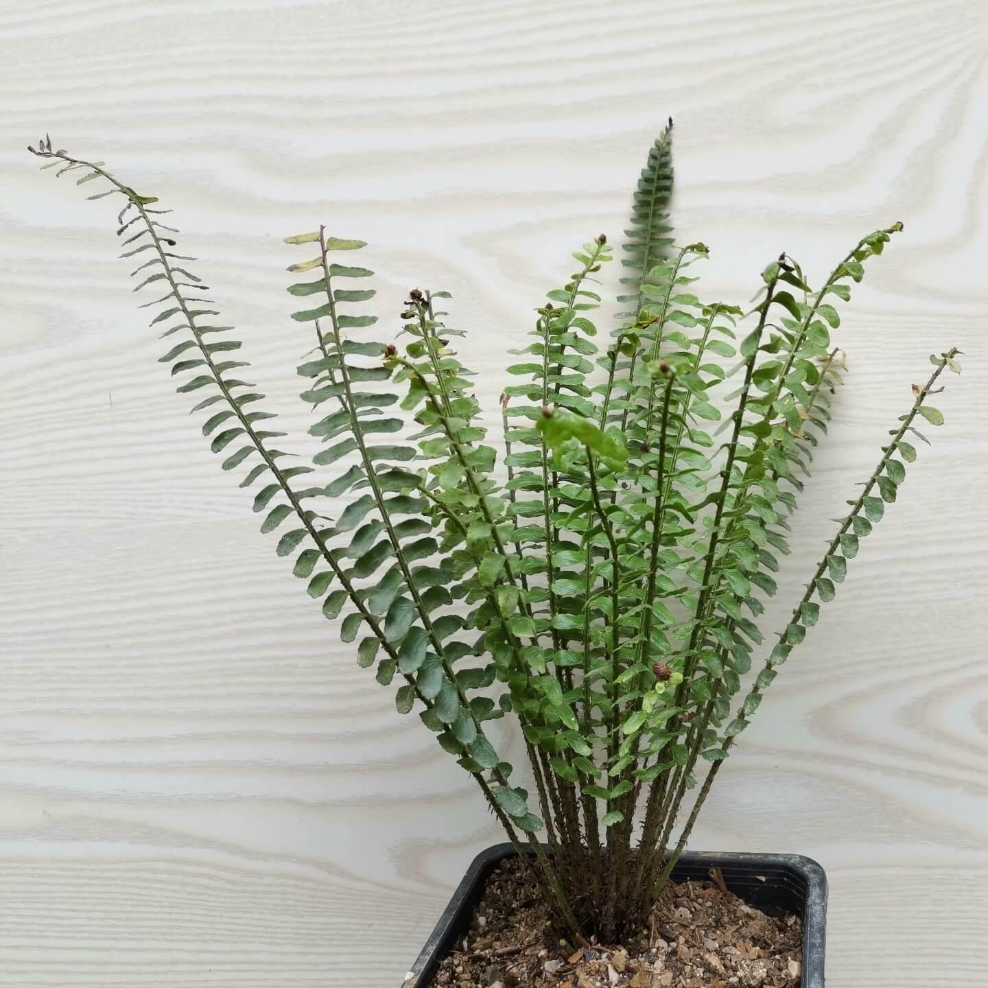 Polystichum dielsii is a species of fern in the genus Polystichum, belonging to the family Dryopteridaceae, and it is native to southern China (including Yunnan, Guangxi, and Guizhou) as well as northern Vietnam, where it typically grows as a terrestrial fern in shaded, moist forest habitats.