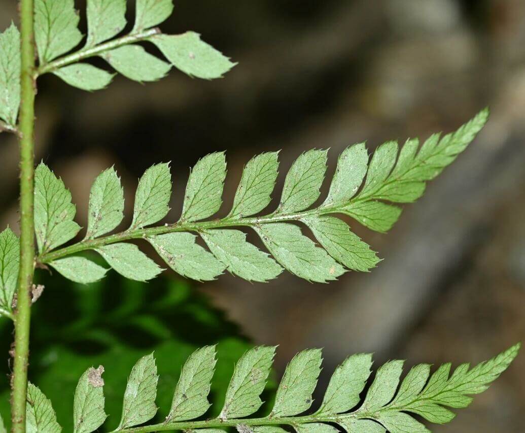 Polystichum disjunctum is a lithophytic (rock-dwelling) fern native to subtropical regions of East and Southeast Asia, including southern China (Yunnan, Guangxi) and Vietnam. It thrives in shaded, moist environments, making it an excellent choice for terrariums and paludariums.