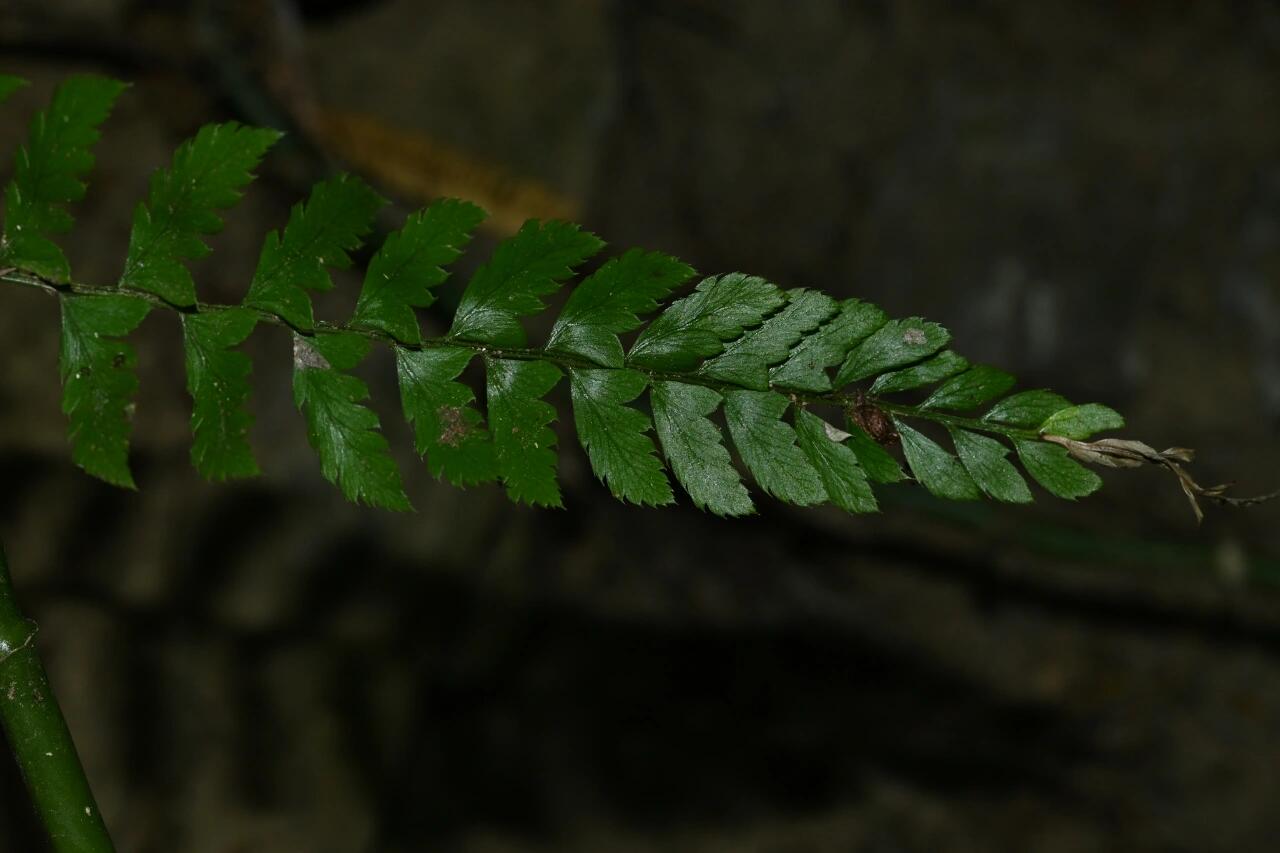 Polystichum disjunctum is a lithophytic (rock-dwelling) fern native to subtropical regions of East and Southeast Asia, including southern China (Yunnan, Guangxi) and Vietnam. It thrives in shaded, moist environments, making it an excellent choice for terrariums and paludariums.
