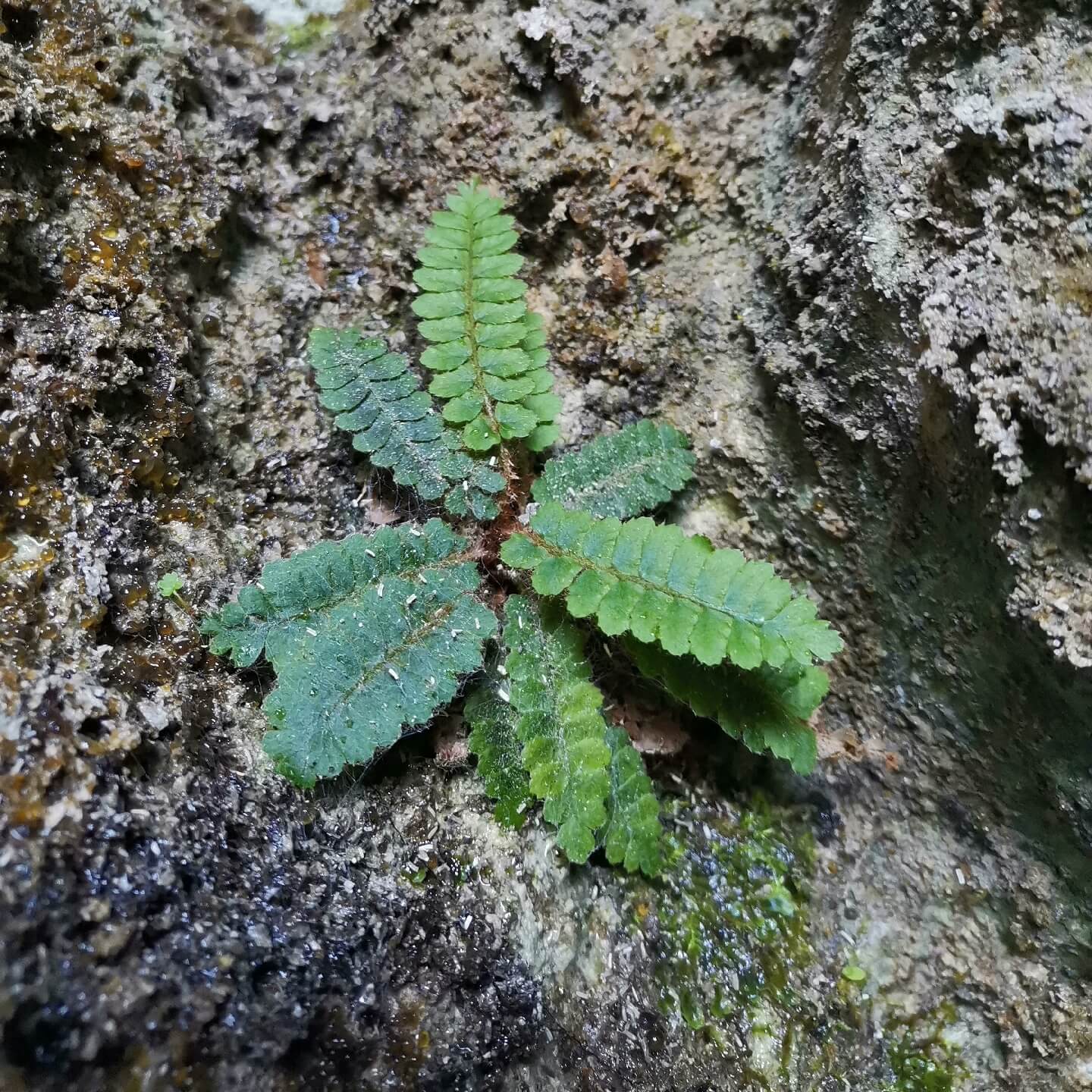 Polystichum erosum is an evergreen fern native to East Asia, particularly found in China and Japan . This fern is characterized by its erect rhizomes densely covered with dark brown to black lanceolate scales, and fronds that are typically 5–15 cm long.