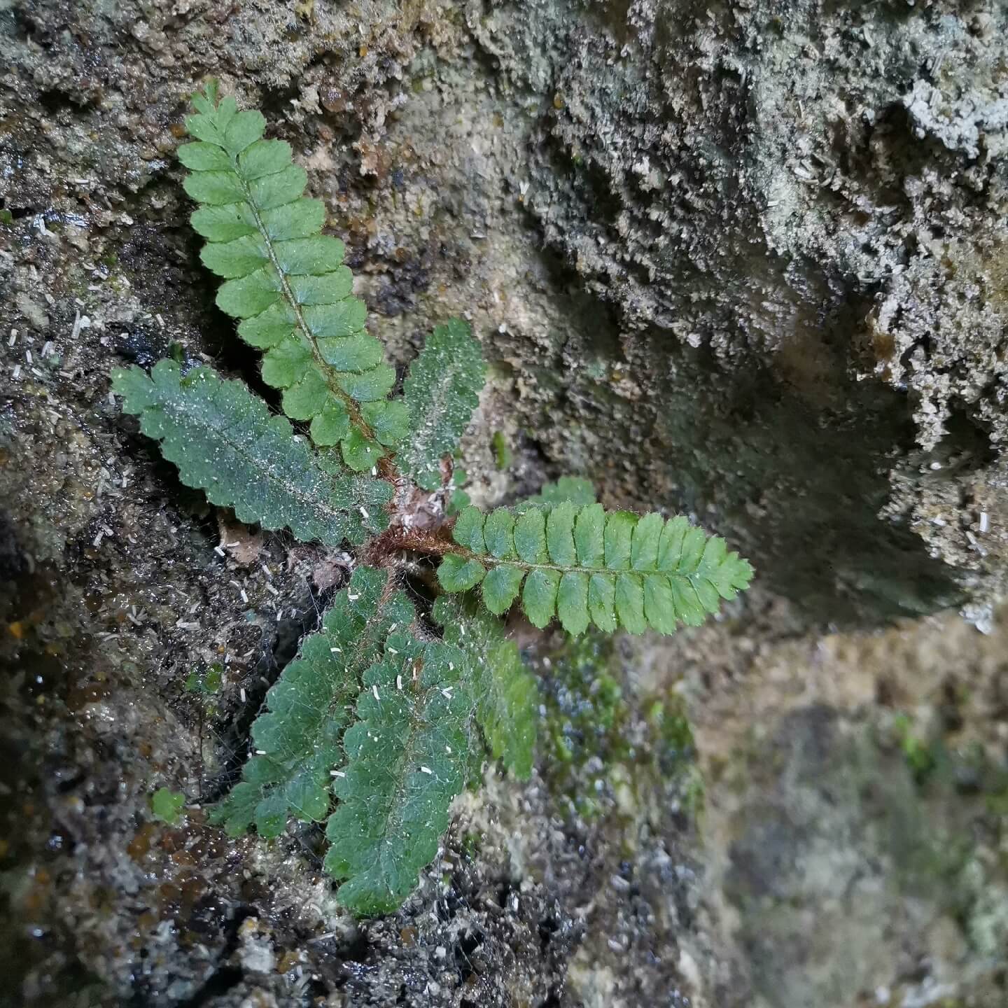 Polystichum erosum is an evergreen fern native to East Asia, particularly found in China and Japan . This fern is characterized by its erect rhizomes densely covered with dark brown to black lanceolate scales, and fronds that are typically 5–15 cm long.