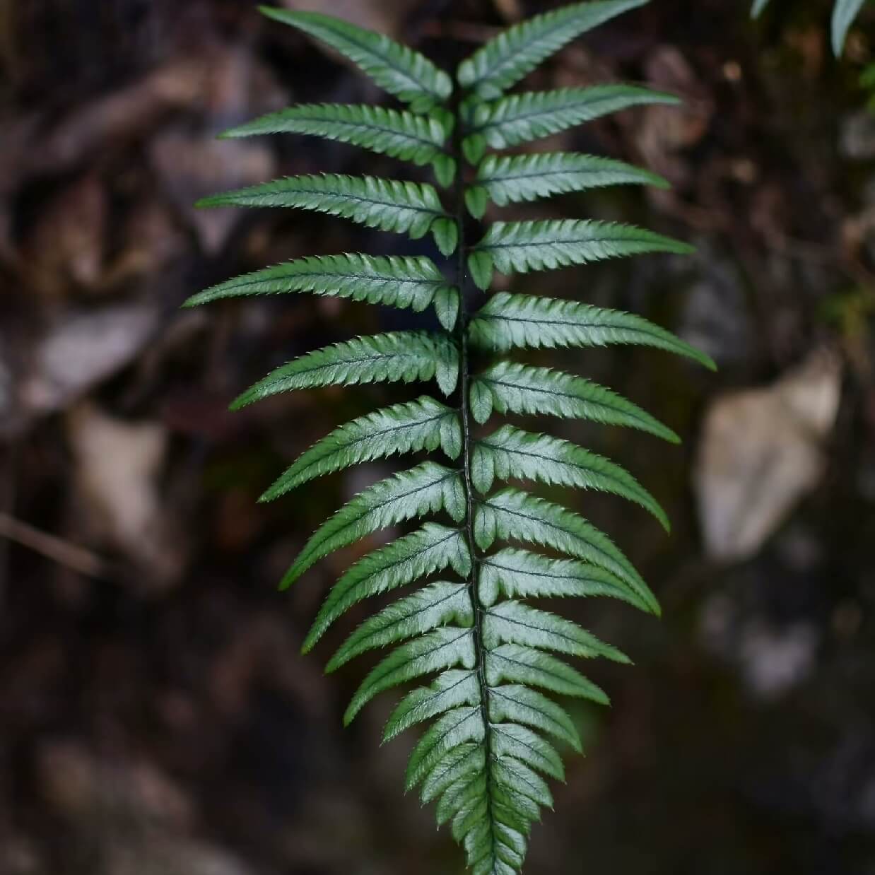 Polystichum langchungense Ching ex H.S. Kung is a species of fern in the genus Polystichum, belonging to the family Dryopteridaceae, and it is native to south-central China (including Sichuan, Yunnan, and Guizhou), where it typically grows as a terrestrial fern in shaded, moist forest environments.