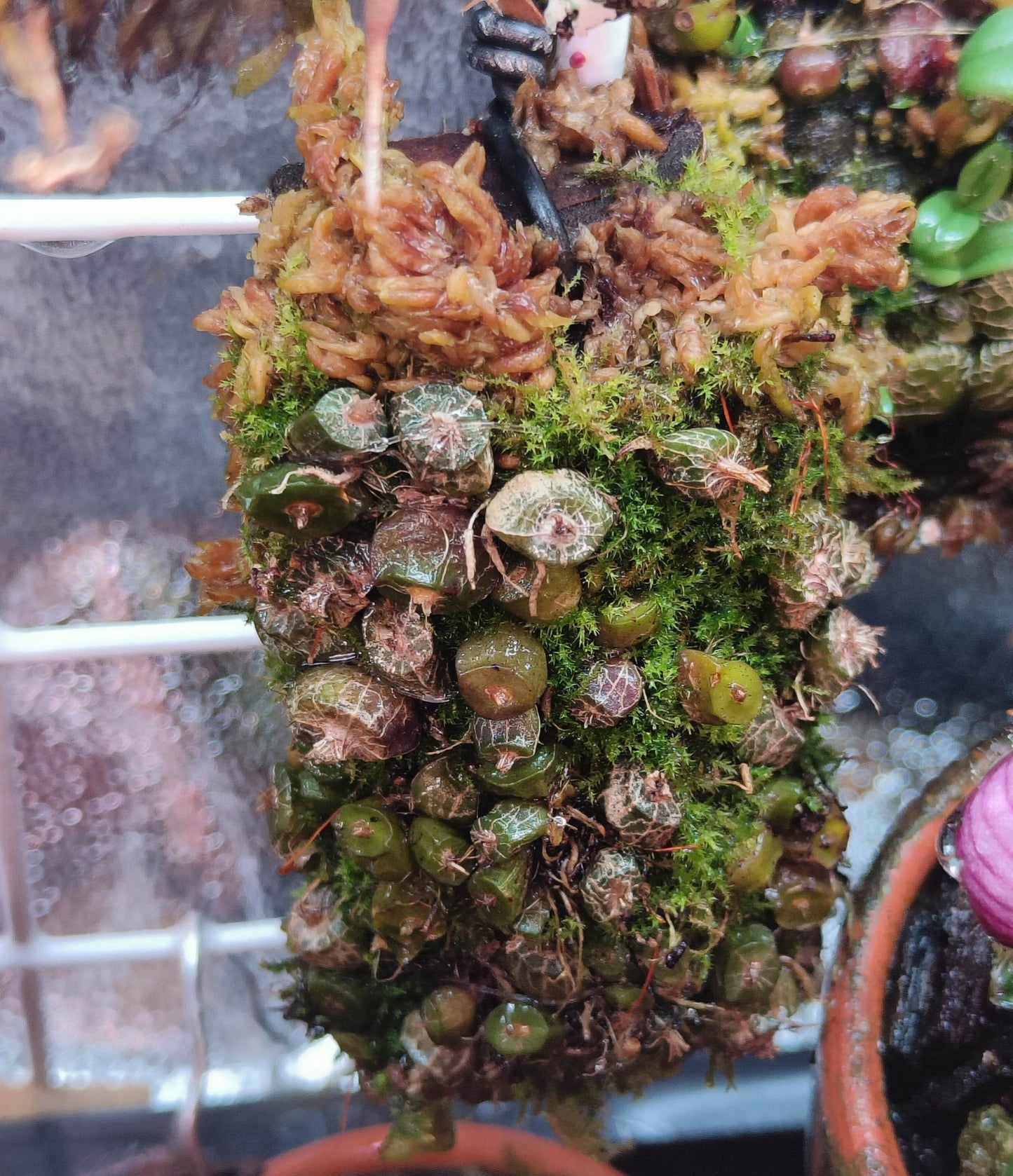 Porpax extinctoria, also known as Conchidium extinctorium or Eria extinctoria, is a diminutive epiphytic orchid native to regions including Nepal, Bangladesh, Myanmar, and the Andaman Islands. This species is characterized by its leafless, flattened pseudobulbs and tiny, delicate flowers that emerge from the tops of these bulbs.