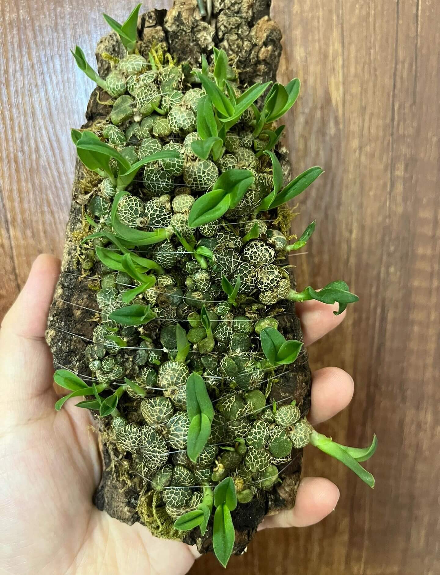 Porpax ustulata is a rare and captivating miniature orchid native to Laos. This epiphytic species is prized for its striking red, cup-shaped flowers and compact growth habit, making it a favorite among collectors of micro-miniature orchids.
