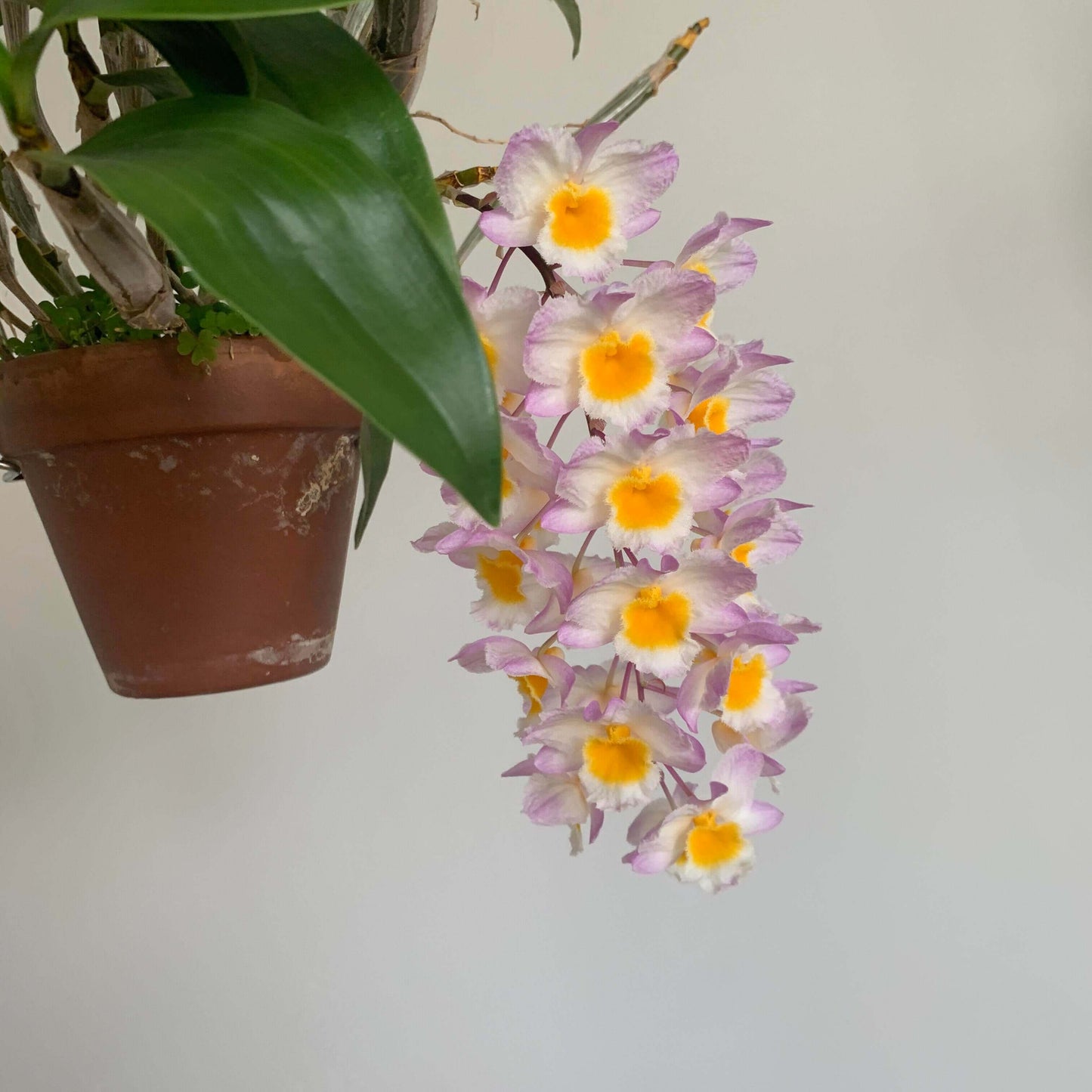 Dendrobium farmeri Pink Form is a captivating orchid variety, renowned for its delicate pink flowers and vibrant yellow lip. The flowers are small and fragrant, arranged in cascading sprays. The petals and sepals feature a soft pink hue, while the lip is bright yellow, often with a white fringe, creating a striking contrast that enhances the overall beauty of the plant.