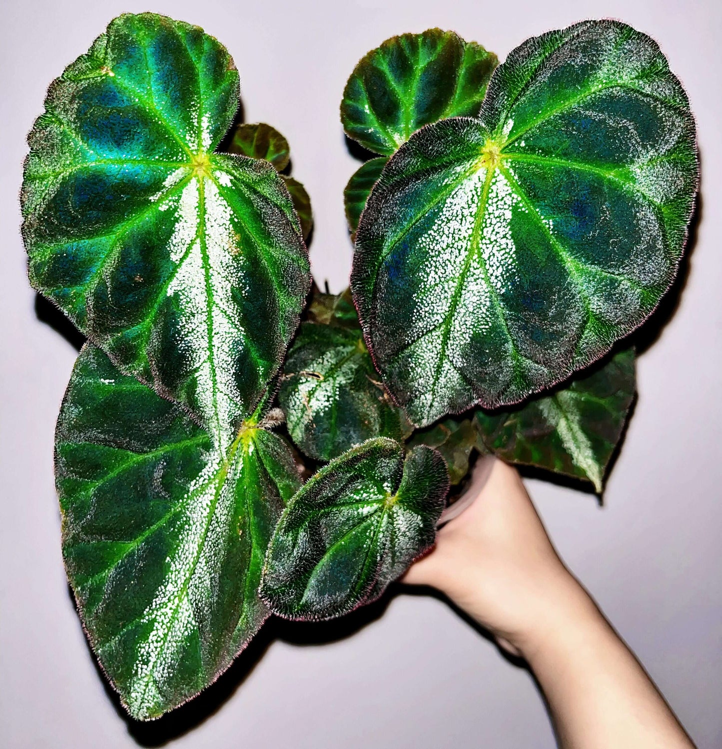 Begonia luochengensis is a stunning begonia species native to the Guangxi region of China. Its leaves are velvety and soft to the touch, with a texture that resembles the adorable ears of a small animal. These leaves are adorned with distinct veins and a plush fuzz, adding to their unique charm. The foliage features bold black patches, while a prominent white vein runs along the central axis from the leaf stalk to the tip, creating a striking contrast.