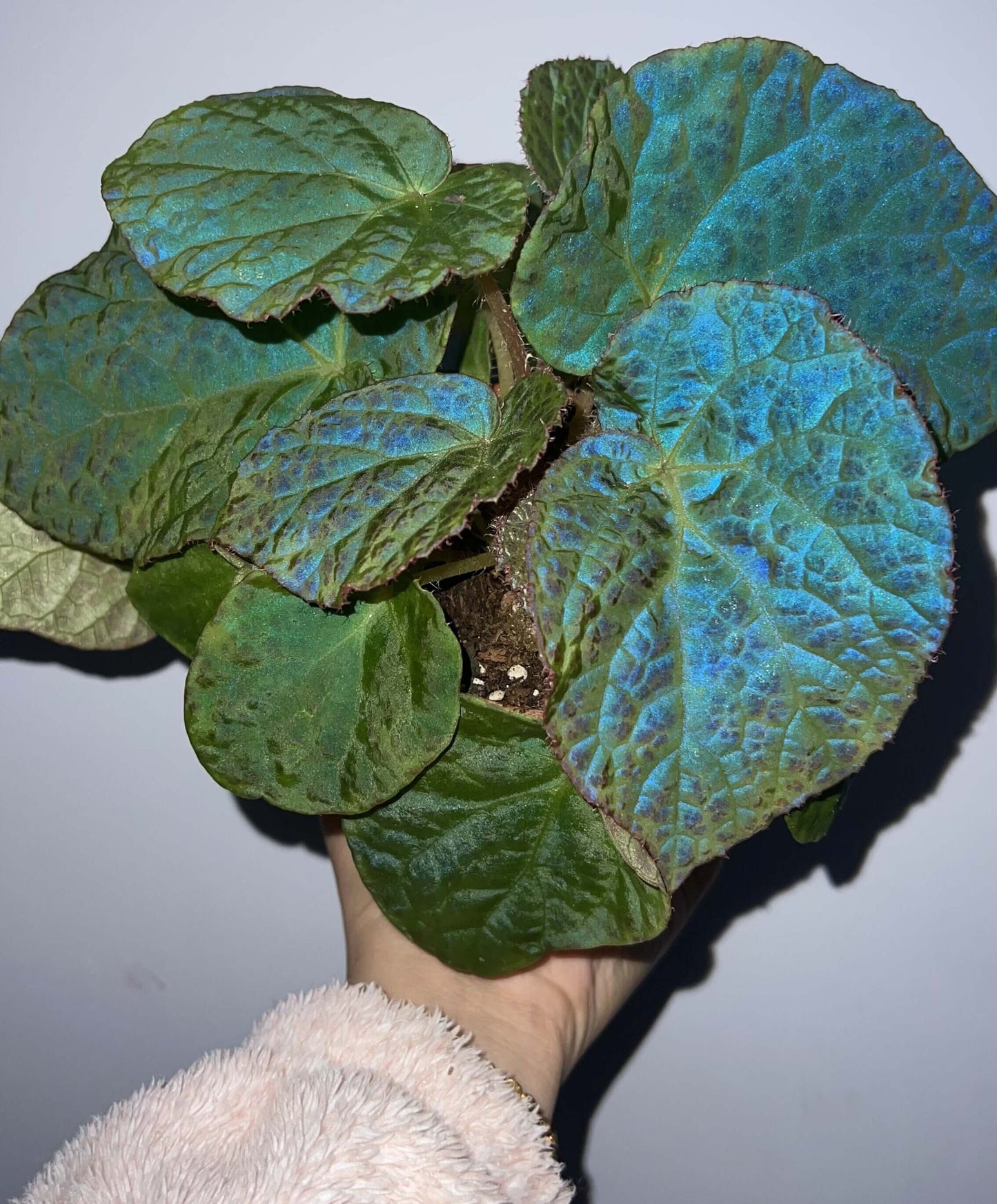 Begonia rockii is a stunning species of begonia native to the mountainous regions of Yunnan, China. Renowned for its striking, iridescent leaves, this plant displays an array of colors, including blue, turquoise, and purple, which shimmer in different lighting conditions, creating a beautiful metallic sheen. As a result, it has become a highly sought-after specimen for plant enthusiasts and collectors alike.