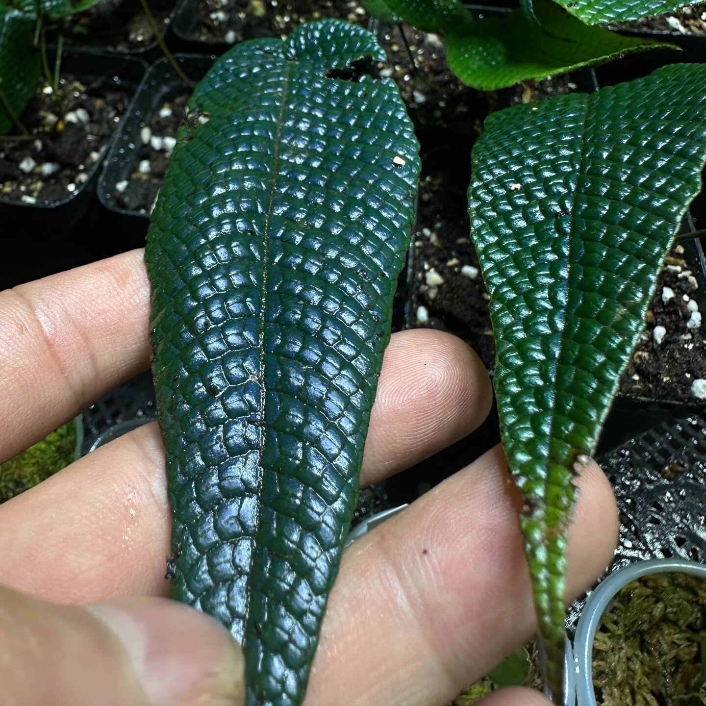 Pronephrium simplex (synonym Thelypteris simplex), commonly known as the Simple Pronephrium, is an elegant fern in the Thelypteridaceae family.