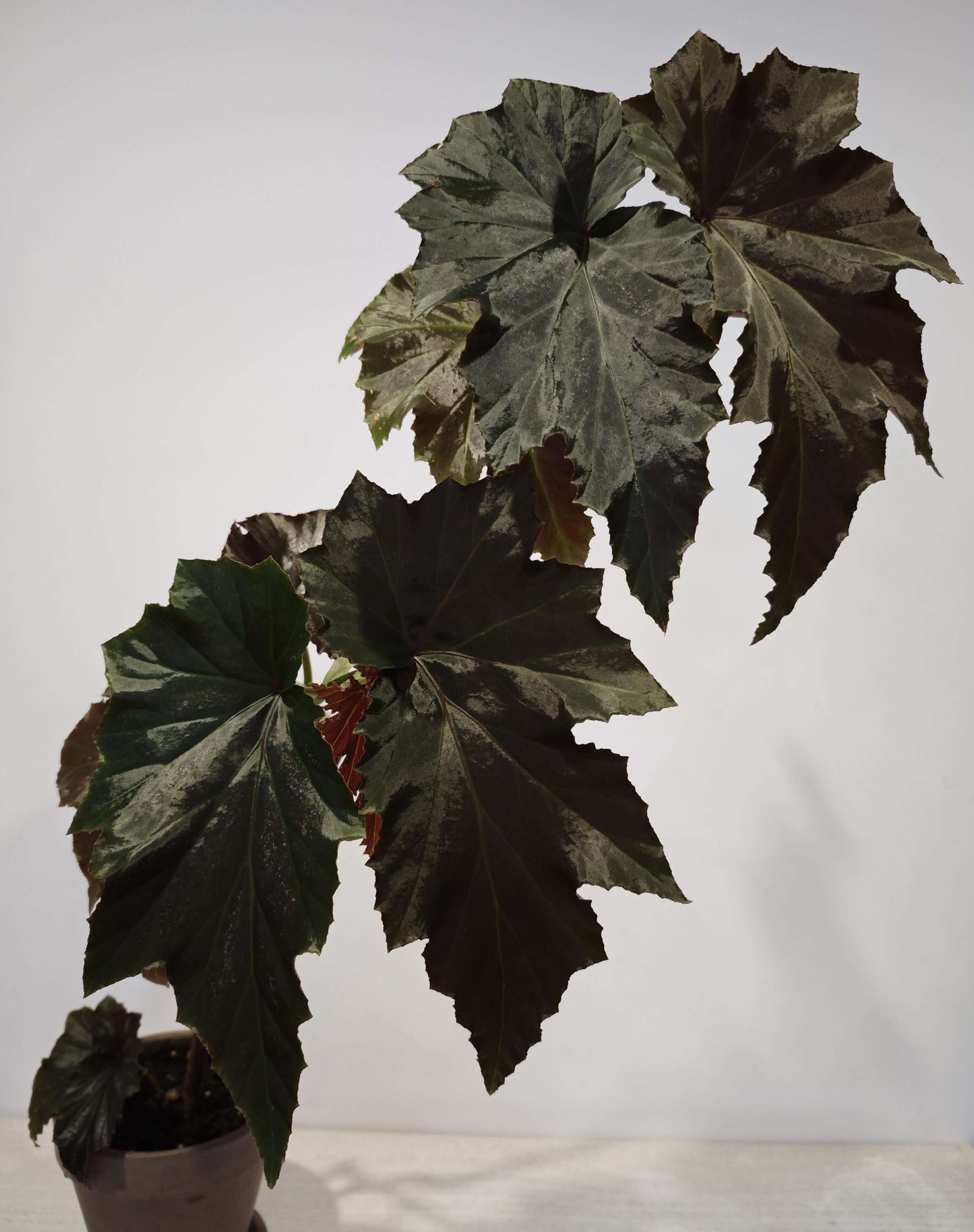 Begonia 'Irene Nuss' is a striking cane-type begonia cultivar known for its upright growth, large bronze-green leaves, and abundant clusters of pale pink, pendulous flowers. It was introduced in 1971 by Irene Nuss, a renowned hybridizer who significantly contributed to the development of the 'superba' cane group of begonias. This cultivar has earned the Royal Horticultural Society's Award of Garden Merit, recognizing its exceptional performance in gardens.