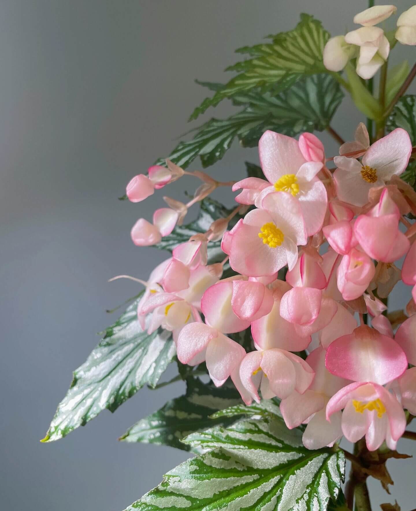 Begonia ‘Sophie Cecile’ (also known as ‘Sophia’ in some contexts) is a striking cane-stem or “angel wing” begonia cultivar first created by hybridizer Belva Nelson Kusler in 1961, via a cross between Begonia ‘Lenore Olivier’ and Begonia aconitifolia.