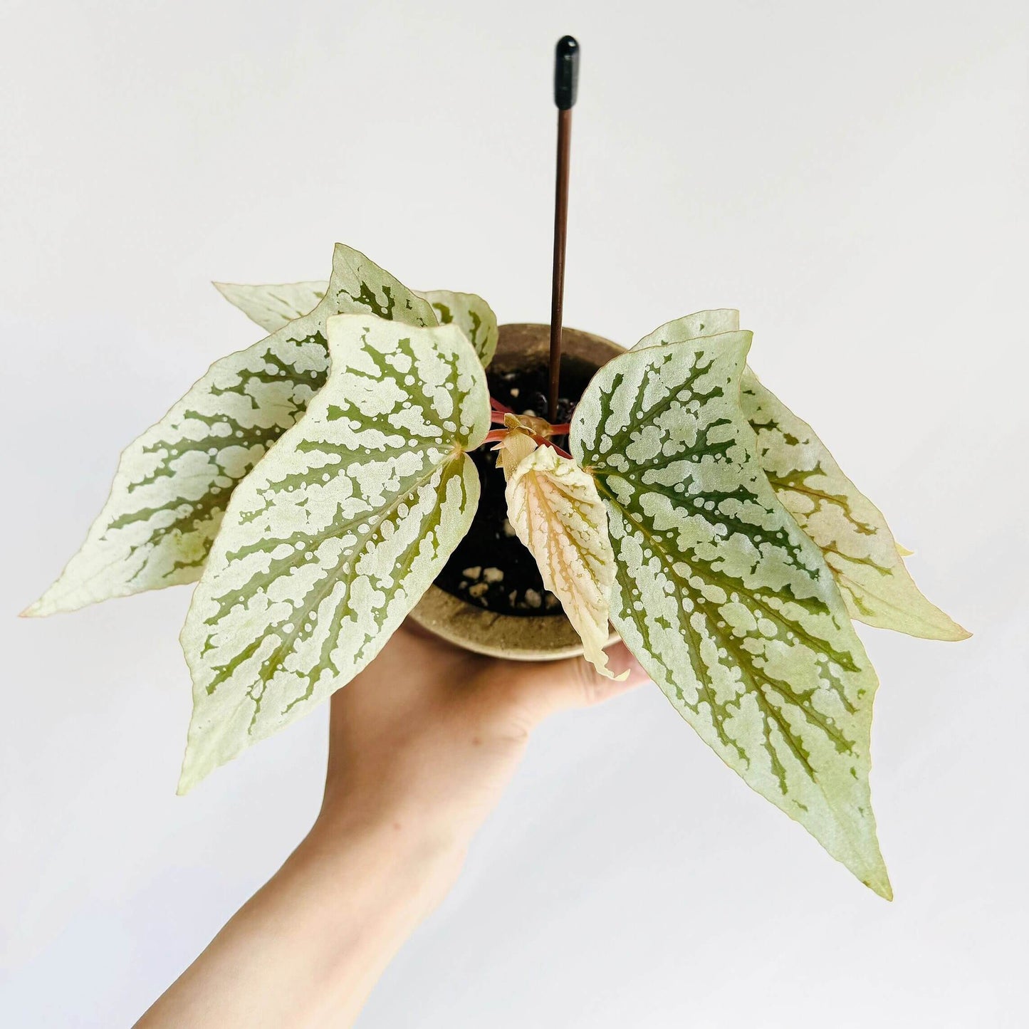 Begonia ‘Cat Ears’ is a stunning ornamental plant celebrated for its unique foliage that resembles the shape of a cat’s ears. Its elongated, pointed leaves feature deep green veins traced with shimmering silver patterns, creating a striking contrast that catches the light beautifully.