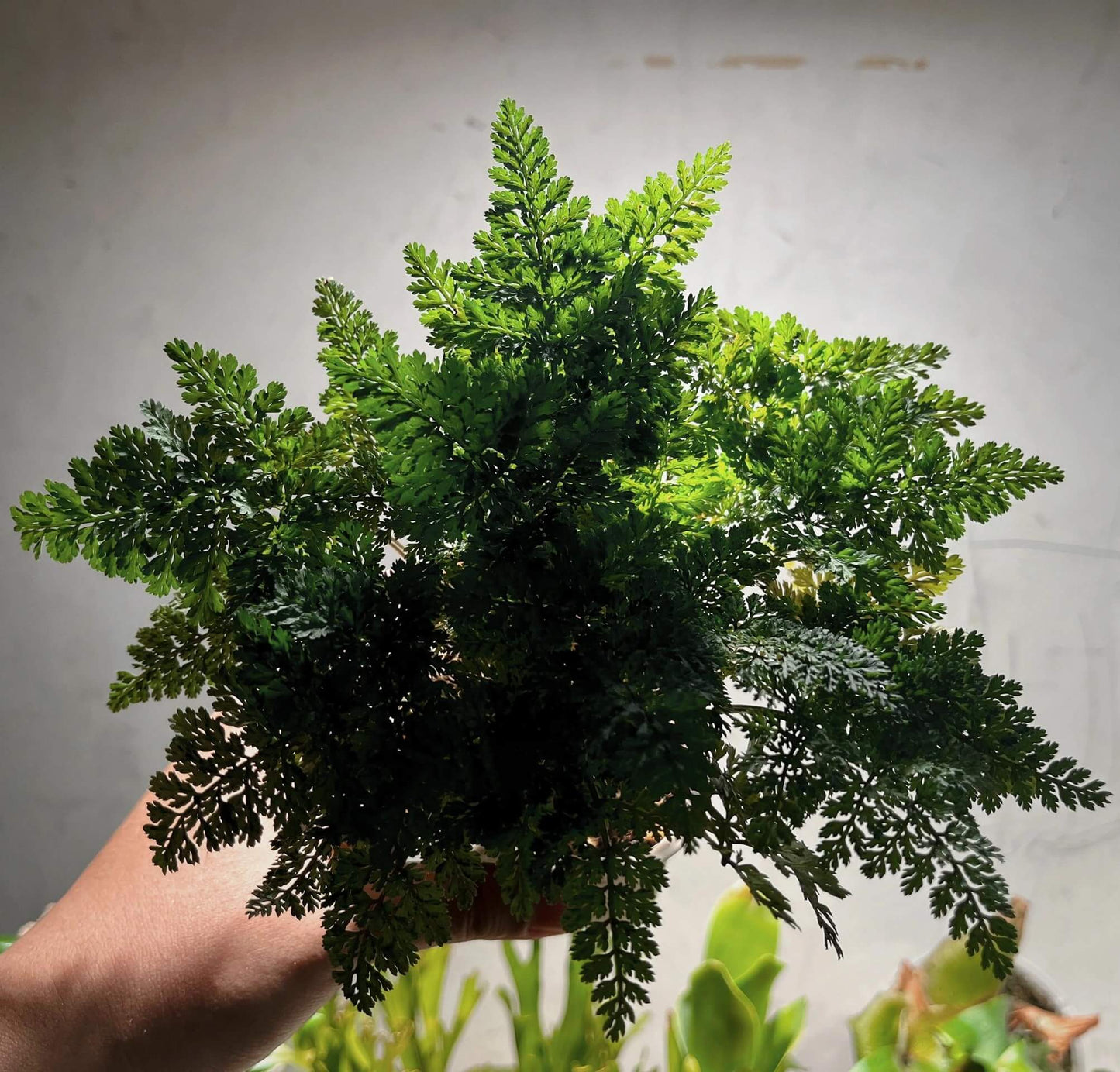 Pternopetalum trichomanifolium is a delicate fern native to China, belonging to the Apiaceae family and the Pternopetalum genus. This fern is found in shaded, moist environments across regions such as Guangxi, Hunan, Yunnan, Sichuan, and Jiangxi, typically at elevations between 680 to 2,400 meters.