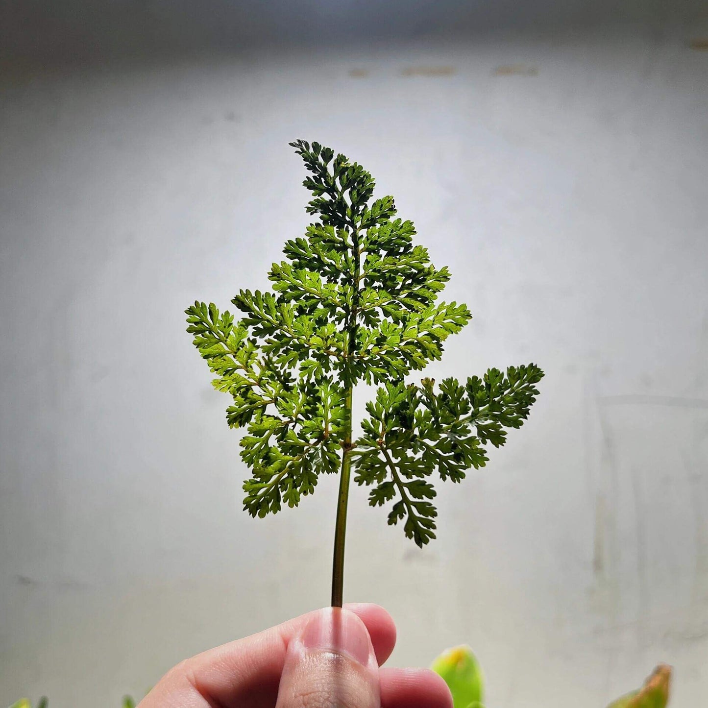 Pternopetalum trichomanifolium is a delicate fern native to China, belonging to the Apiaceae family and the Pternopetalum genus. This fern is found in shaded, moist environments across regions such as Guangxi, Hunan, Yunnan, Sichuan, and Jiangxi, typically at elevations between 680 to 2,400 meters.