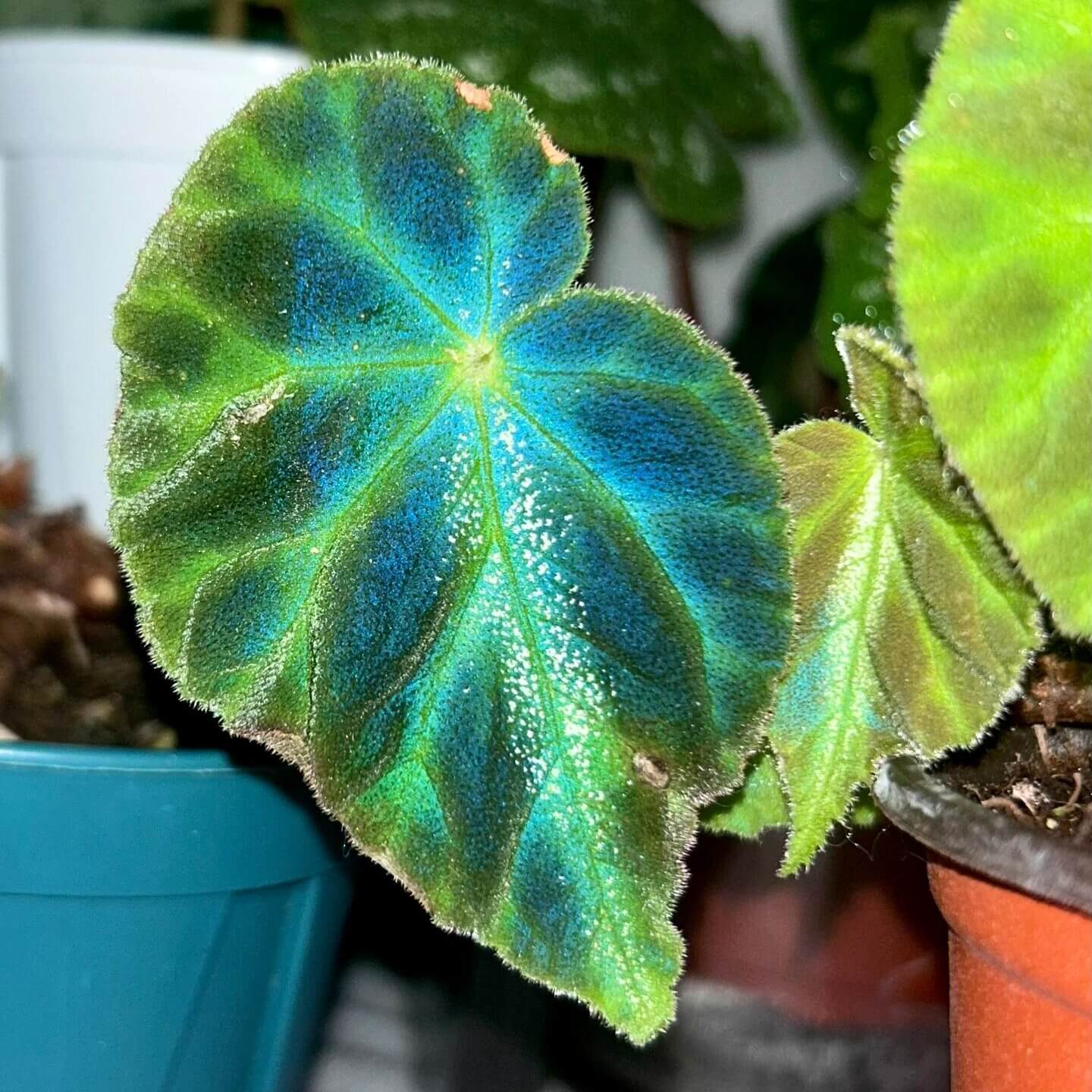 Begonia luochengensis is a stunning begonia species native to the Guangxi region of China. Its leaves are velvety and soft to the touch, with a texture that resembles the adorable ears of a small animal. These leaves are adorned with distinct veins and a plush fuzz, adding to their unique charm. The foliage features bold black patches, while a prominent white vein runs along the central axis from the leaf stalk to the tip, creating a striking contrast.