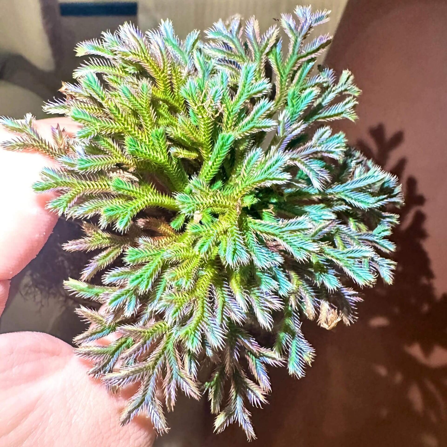 Selaginella iridescens, commonly known as Rainbow Spikemoss, is a recently described ground-covering plant (first described in 2021) native to Hainan Island, China. It belongs to the Selaginellaceae family and is renowned for its stunning blue-green leaves and unique "resurrection" ability. This plant is well-suited for terrariums, thriving in high-humidity, controlled environments.
