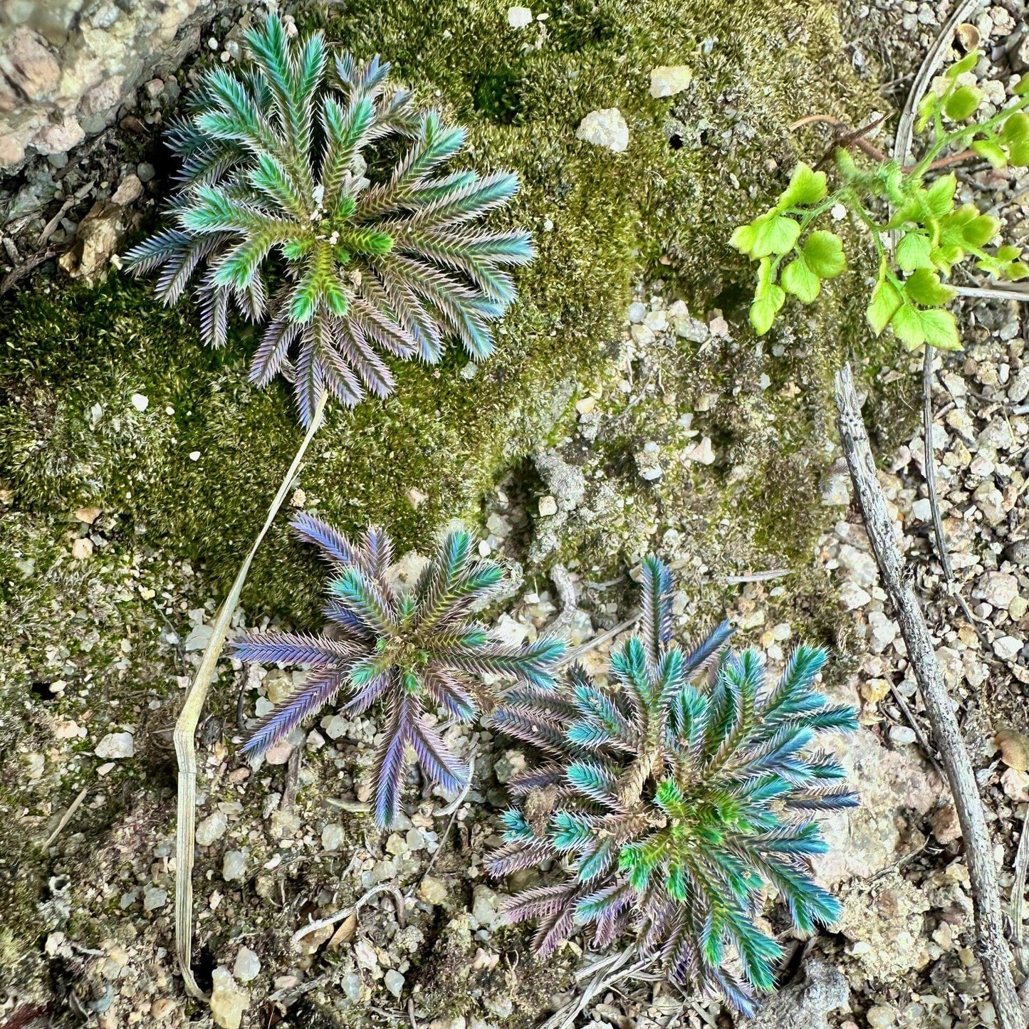 Selaginella iridescens, commonly known as Rainbow Spikemoss, is a recently described ground-covering plant (first described in 2021) native to Hainan Island, China. It belongs to the Selaginellaceae family and is renowned for its stunning blue-green leaves and unique "resurrection" ability. This plant is well-suited for terrariums, thriving in high-humidity, controlled environments.