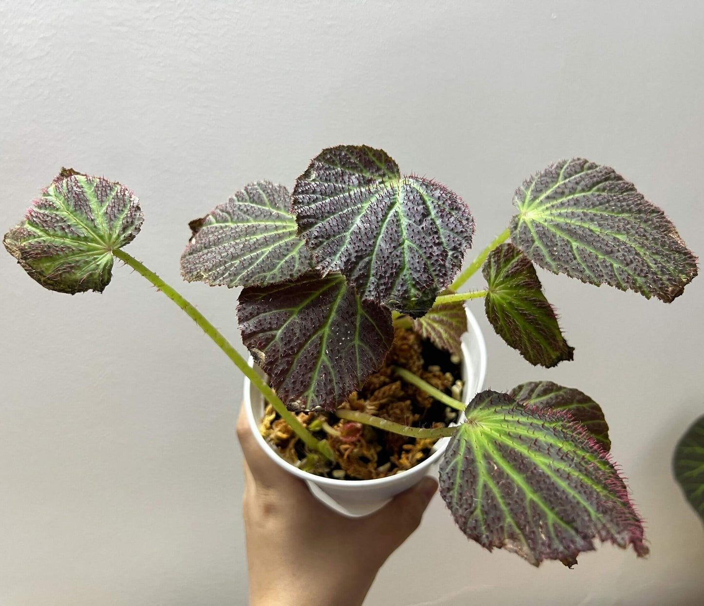 Begonia chloroneura is a rare and striking begonia species native to the Philippines. Known for its stunning diamond-shaped leaves, this plant features deep green foliage with bright lime green veins that create a beautiful contrast. The underside of the leaves is a rich red, and the edges are adorned with soft, fine hairs, enhancing its ornamental appeal.