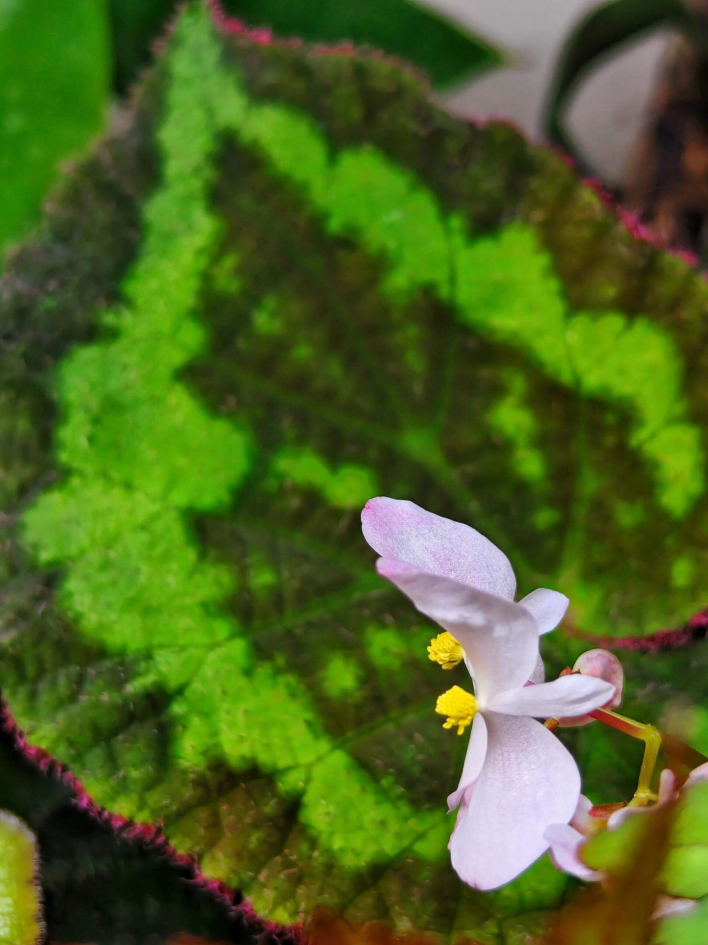 Begonia circularis is a rare and visually stunning begonia species native to the limestone mountains of Quang Binh Province, Vietnam. This begonia stands out with its deep green, circular leaves, which feature a distinctive light green pattern along the edges. The edges of the leaves are adorned with soft, fuzzy, pinkish-purple hairs, adding a unique texture to the plant. The underside of the leaves is a rich purple-red, creating a beautiful contrast with the top surface.