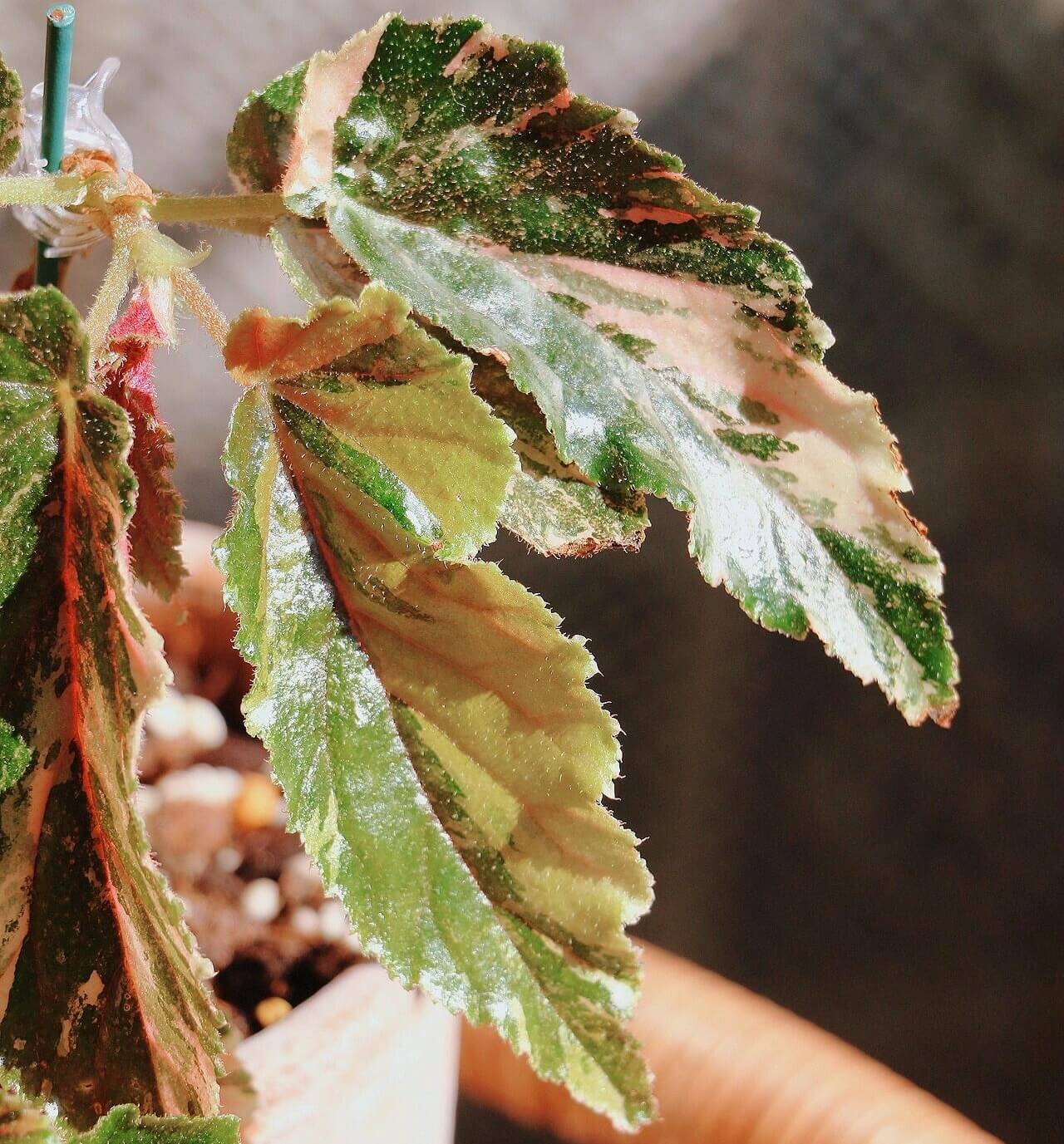 Begonia 'Ginny Galaxy' is a captivating Japanese hybrid known for its striking variegated foliage. The leaves display a mesmerizing blend of lime green, yellow, and pink hues, making it a standout addition to any indoor plant collection. This shrub-like begonia thrives in humid environments, making it ideal for terrariums, greenhouses, or other high-humidity spaces.