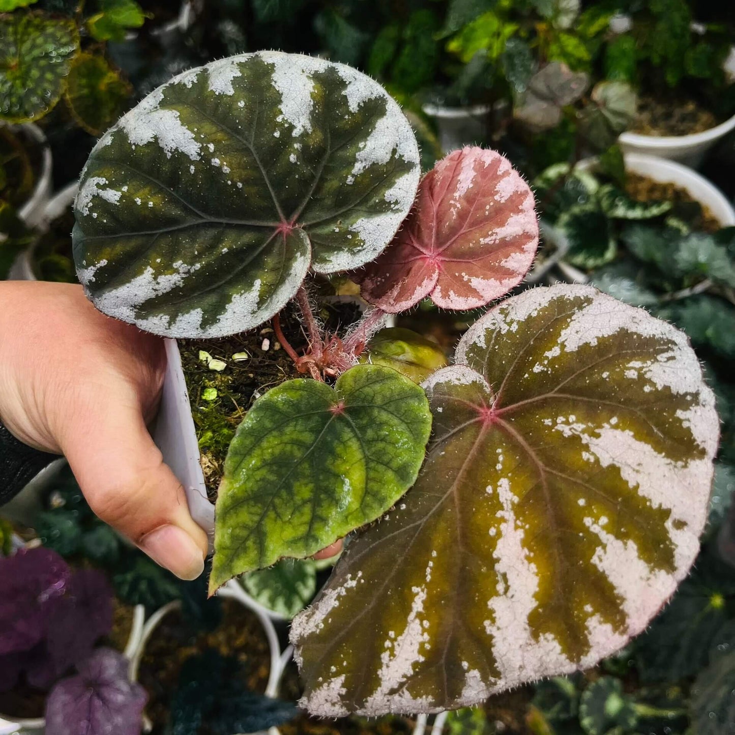 Begonia koksunii is a rare and captivating begonia species native to Malaysia, known for its unique and ornamental foliage. The leaves are a rich green, bordered by a crisp white edge, and both the leaf edges and undersides are covered with soft, fine hairs, adding a velvety texture to the plant. The stems also feature similar fuzzy hairs, enhancing the plant's overall appearance.