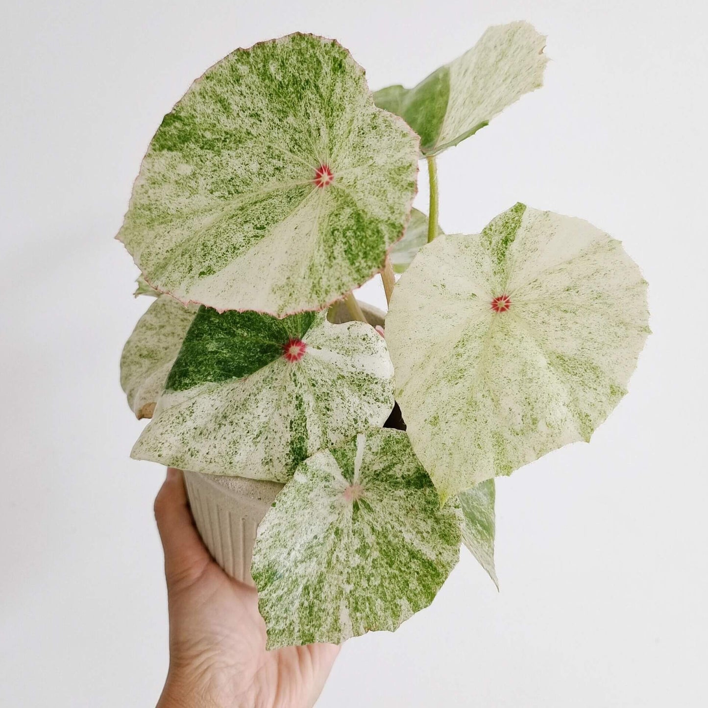 This highly decorative Begonia is known for its unique and stunning foliage. Its heart-shaped leaves feature a beautiful pattern of white to cream-colored variegation with vibrant red spots in the center, making it a striking addition to any collection.