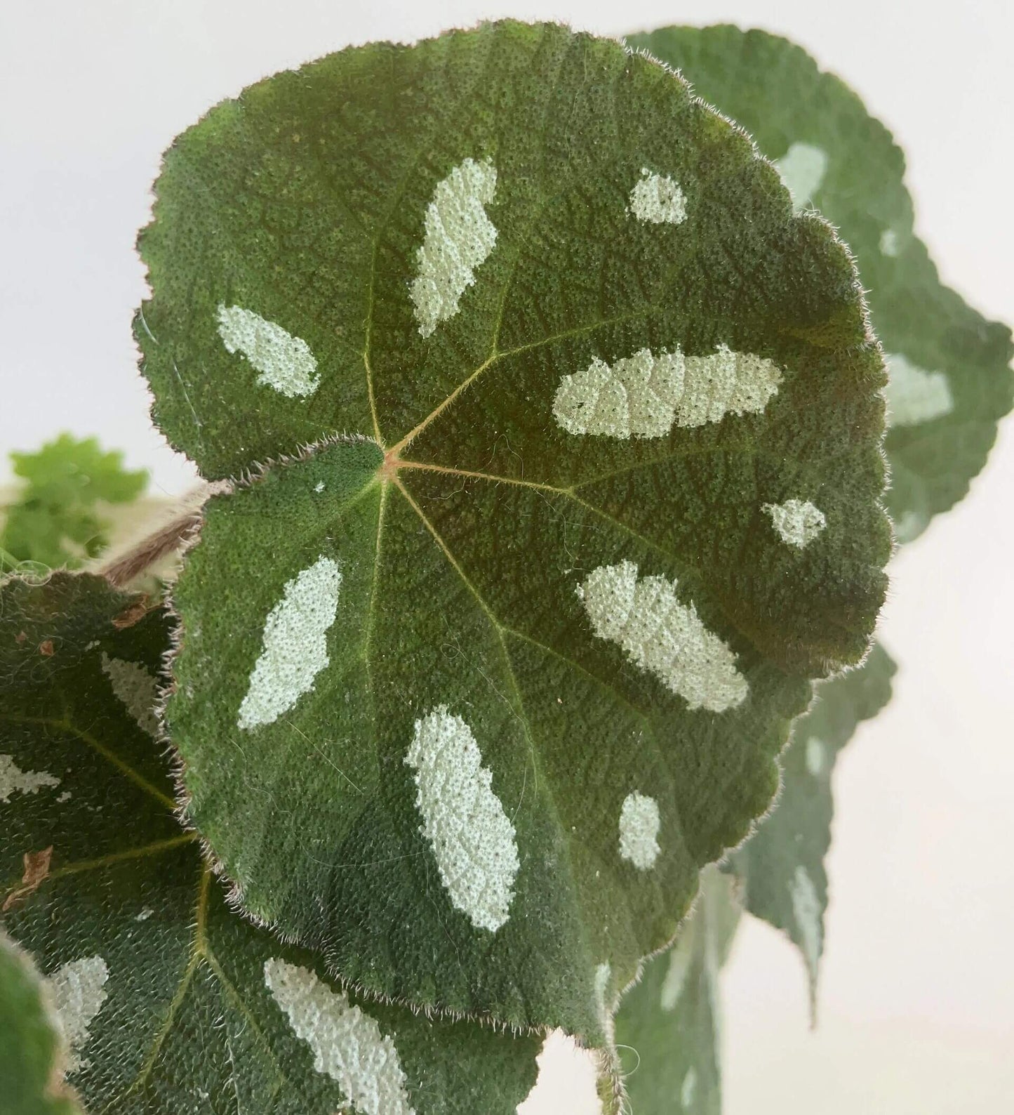 Begonia scabrifolia is a rhizomatous begonia prized for its rugged green leaves spattered with white, and its elegant tiny flowers. By giving it bright filtered light, warm temperatures, ample humidity, and a rich, well-draining potting mix, you can enjoy this rare plant’s full ornamental potential in your home or terrarium.