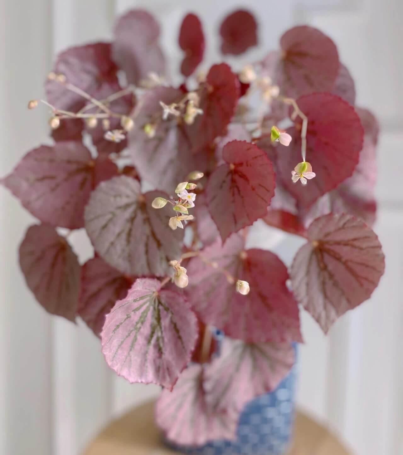 Begonia U192, also known as Martin's Mystery, is a rare and captivating rhizomatous begonia species. Native to the Philippines, it was introduced to cultivation by plant enthusiast Martin Johnson. Known for its stunning metallic rose-pink leaves and striking dark red undersides, this begonia adds a touch of elegance to any indoor space. Its unique appearance makes it a must-have for serious plant collectors.