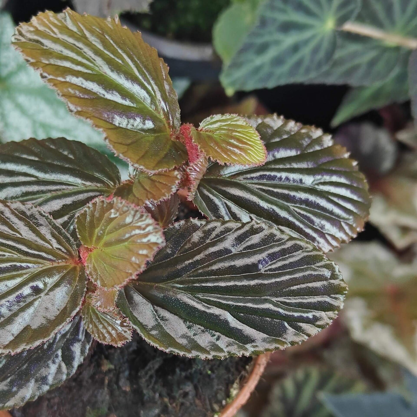 Begonia crockerensis is a rare and captivating begonia species native to the Crocker Range in Sabah, Malaysia. Known for its striking foliage and unique characteristics, this begonia variety is perfect for plant enthusiasts looking to add a touch of the exotic to their collection. With its dense reddish-brown glandular hairs and dark green leaves, it makes a beautiful addition to any indoor garden or terrarium.