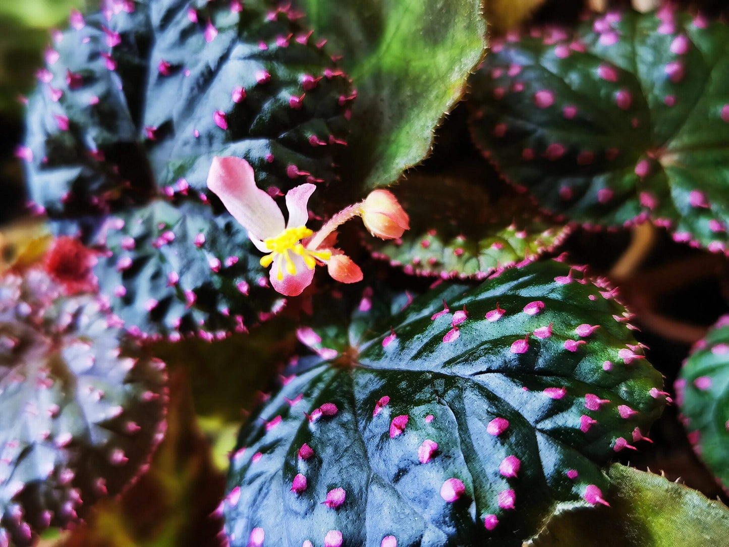 Begonia ocellata is a rare and stunning species native to West Sumatra, Indonesia. Known for its unique, green leaves adorned with small white spots, each containing fine hairs, this begonia is a true gem for plant collectors. The leaves are tightly clustered, forming a dense, mound-like growth habit, which makes it a perfect plant for both indoor gardens and terrariums.