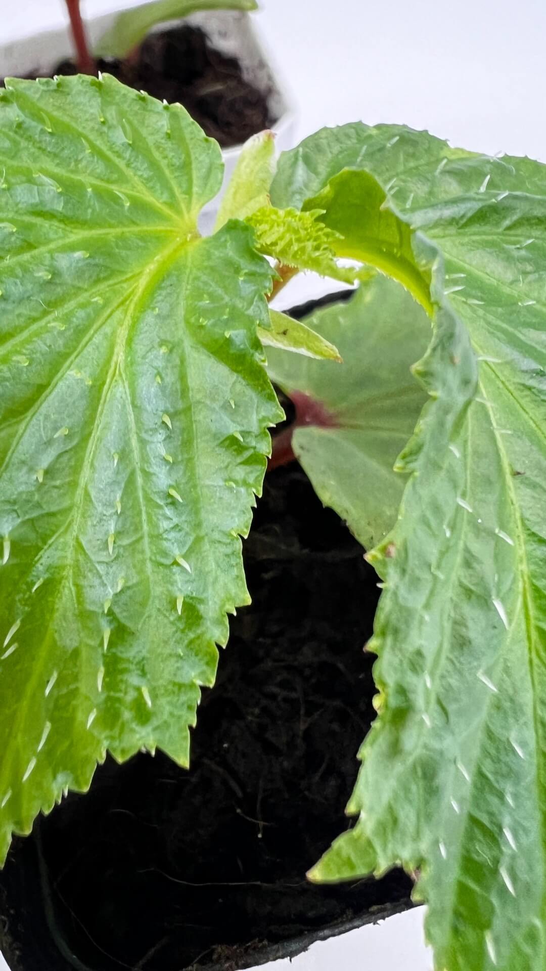 Begonia sp. Green Kalimantan, native to the tropical rainforests of Kalimantan, is a rare and striking species that will impress even the most seasoned plant enthusiasts. This begonia is distinguished by its deep green leaves, which are accented with vibrant red veins. The leaves are also covered with fine, small hairs, giving the plant a textured and lush appearance. As a tropical species, it thrives in high humidity, making it an excellent choice for collectors who can meet its specific care requirements.