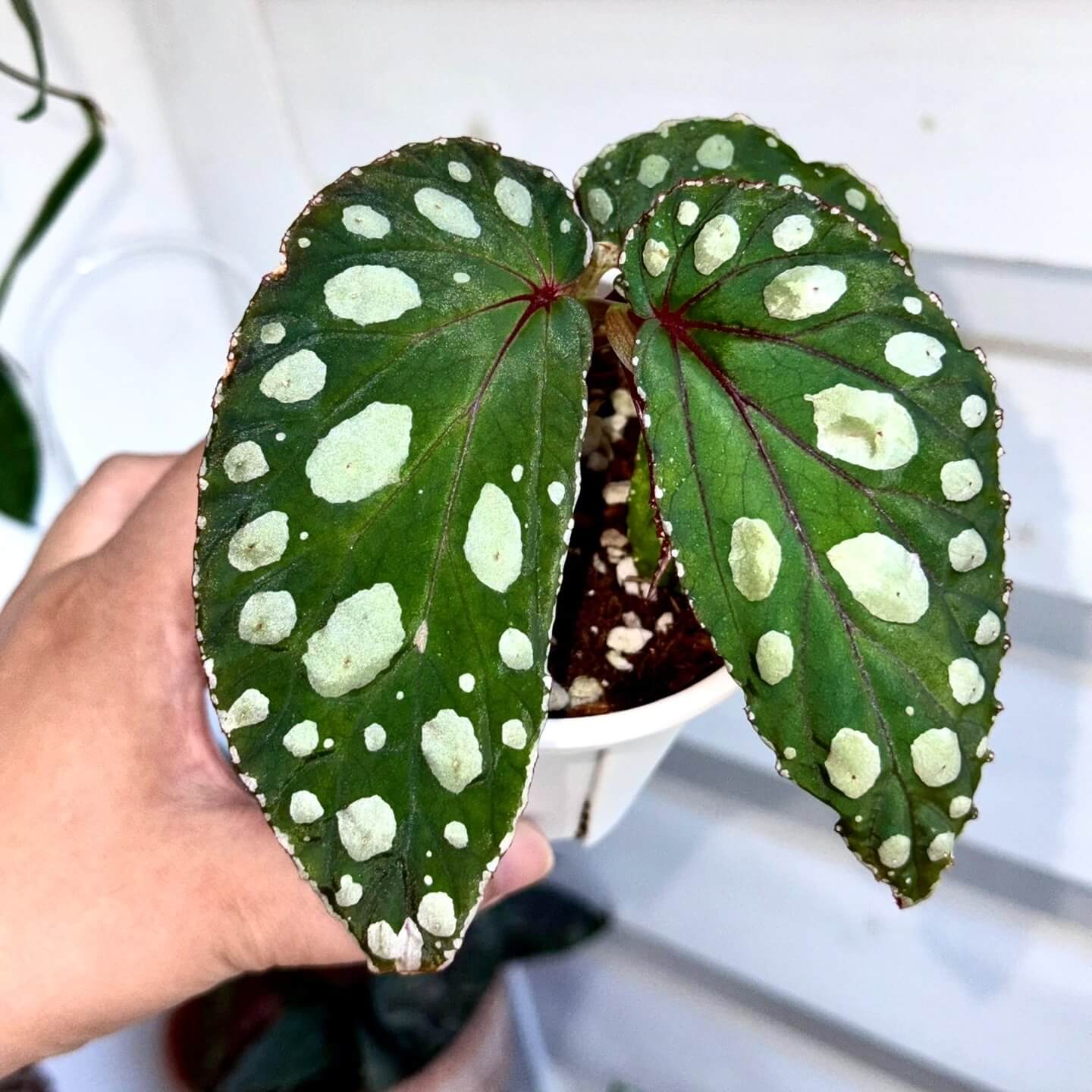 Originating from the Mempawah Hulu region in Kalimantan, Indonesia, Begonia sp. ‘Mempawah Hulu’ is a rare and visually striking species that stands out for its unique leaf pattern and vibrant colors. The leaves are a rich green, speckled with white spots that create a stunning contrast. The edges of the leaves are adorned with tiny white spots, while the veins exhibit a subtle reddish hue, making this begonia a true showstopper.