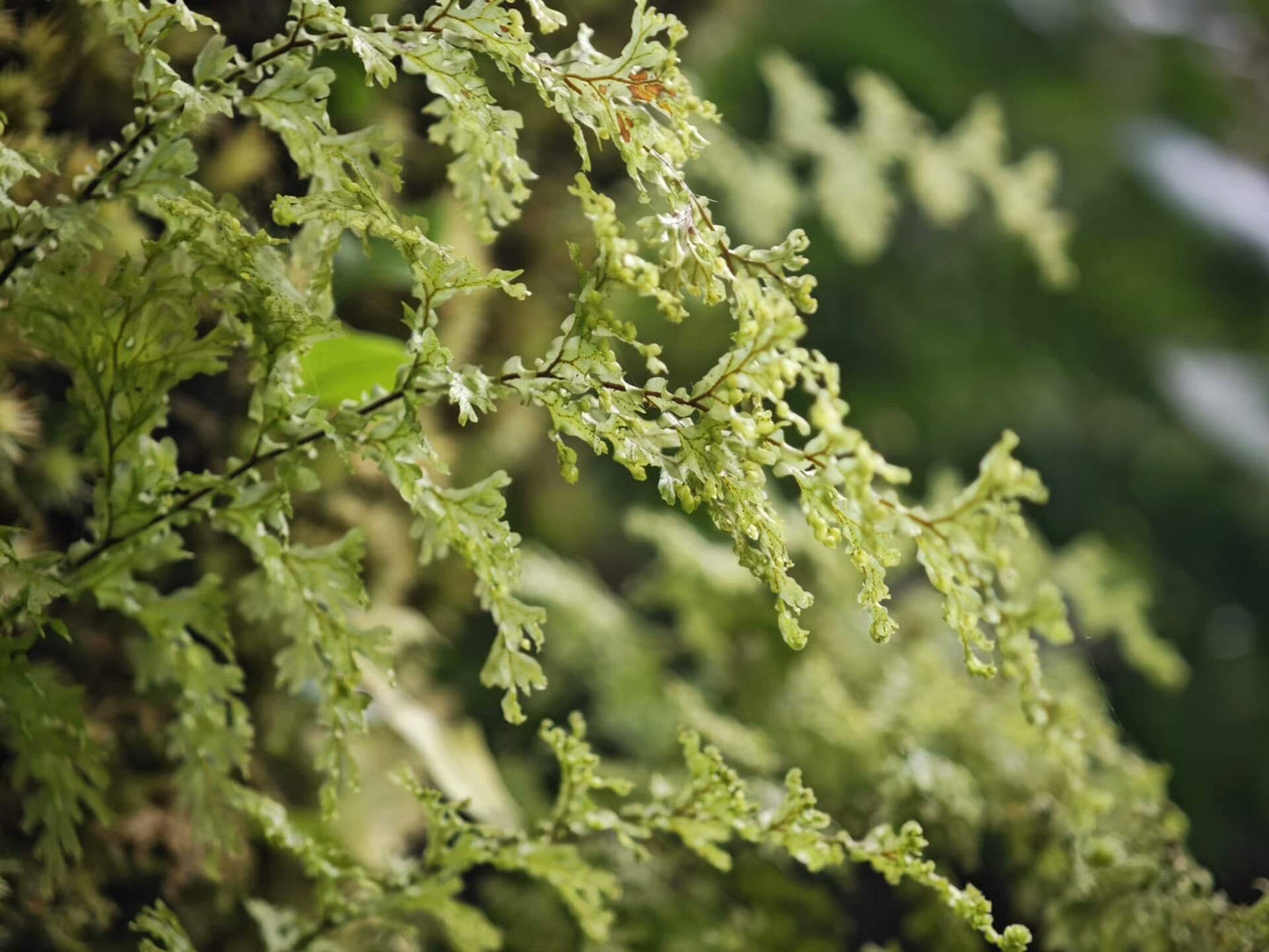 Hymenophyllum corrugatum is a small to medium-sized fern from the Hymenophyllaceae family and the Hymenophyllum genus. This species is native to the high-altitude regions of Southwest China. It features uniquely corrugated fronds that are relatively long, making it quite rare among the ferns of the Hymenophyllaceae family. The mature plant grows between 10-20 cm in size, making it ideal for rainforest terrariums.