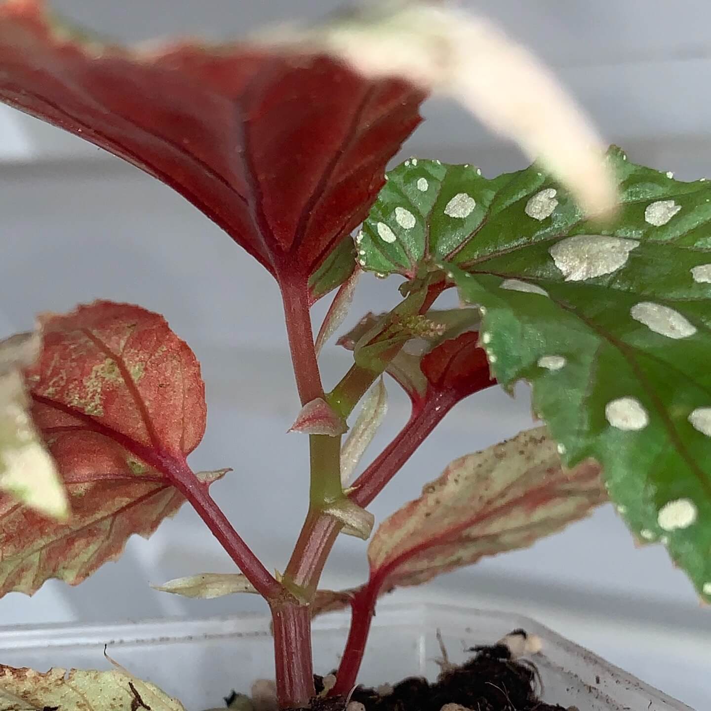 Originating from the Mempawah Hulu region in Kalimantan, Indonesia, Begonia sp. ‘Mempawah Hulu’ is a rare and visually striking species that stands out for its unique leaf pattern and vibrant colors. The leaves are a rich green, speckled with white spots that create a stunning contrast. The edges of the leaves are adorned with tiny white spots, while the veins exhibit a subtle reddish hue, making this begonia a true showstopper.