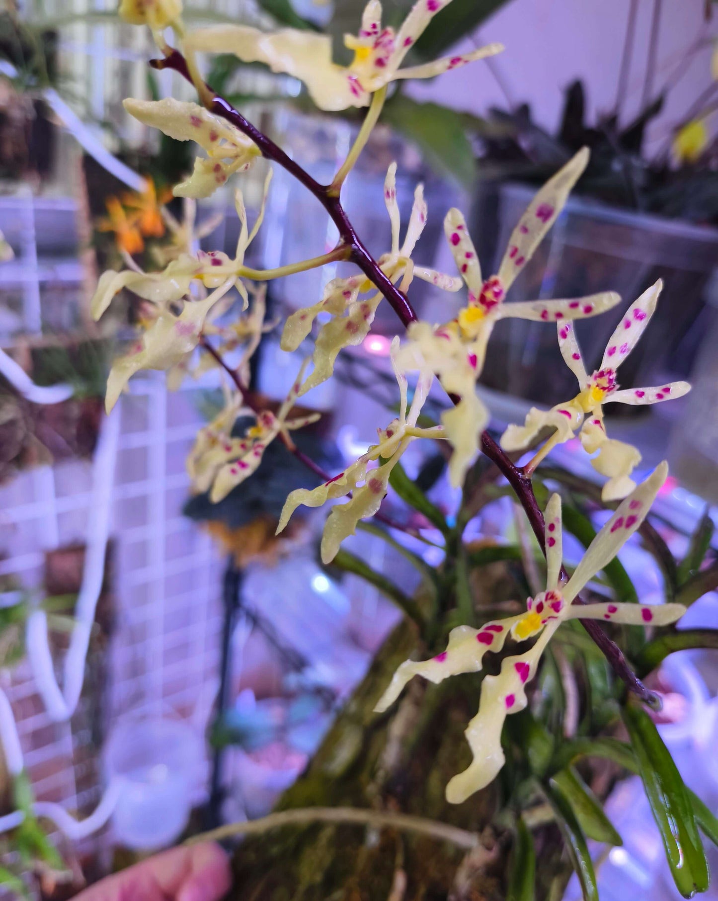 Renanthera citrina is a small epiphytic (occasionally lithophytic) orchid species native to Vietnam and nearby regions. It grows on mossy tree trunks or rocky limestone bluffs in humid forests at mid-elevations (about 650–1200 m).