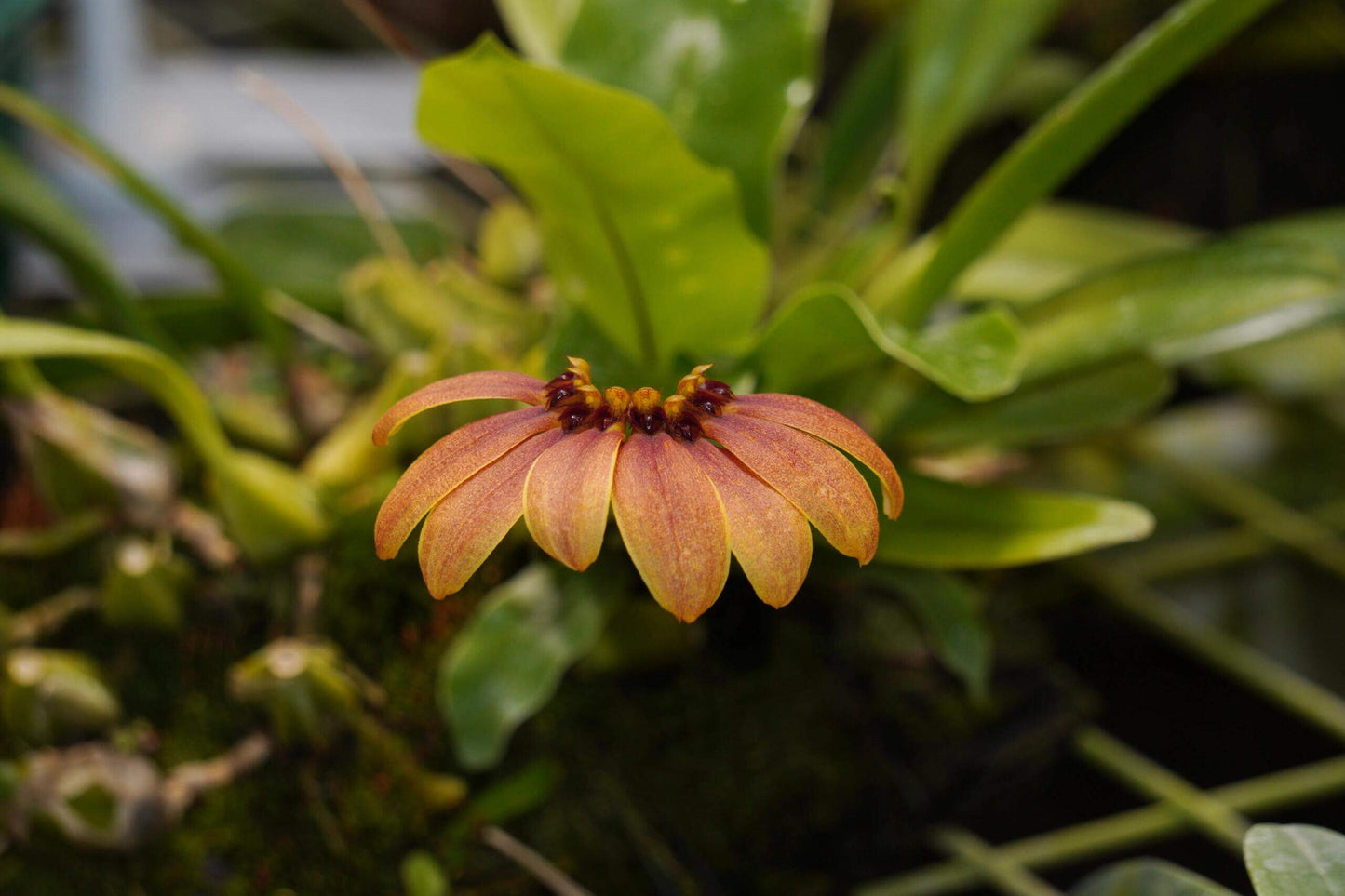 Bulbophyllum mastersianum is a captivating miniature orchid native to the montane forests of Borneo and the Moluccas, thriving at elevations up to approximately 500 meters.