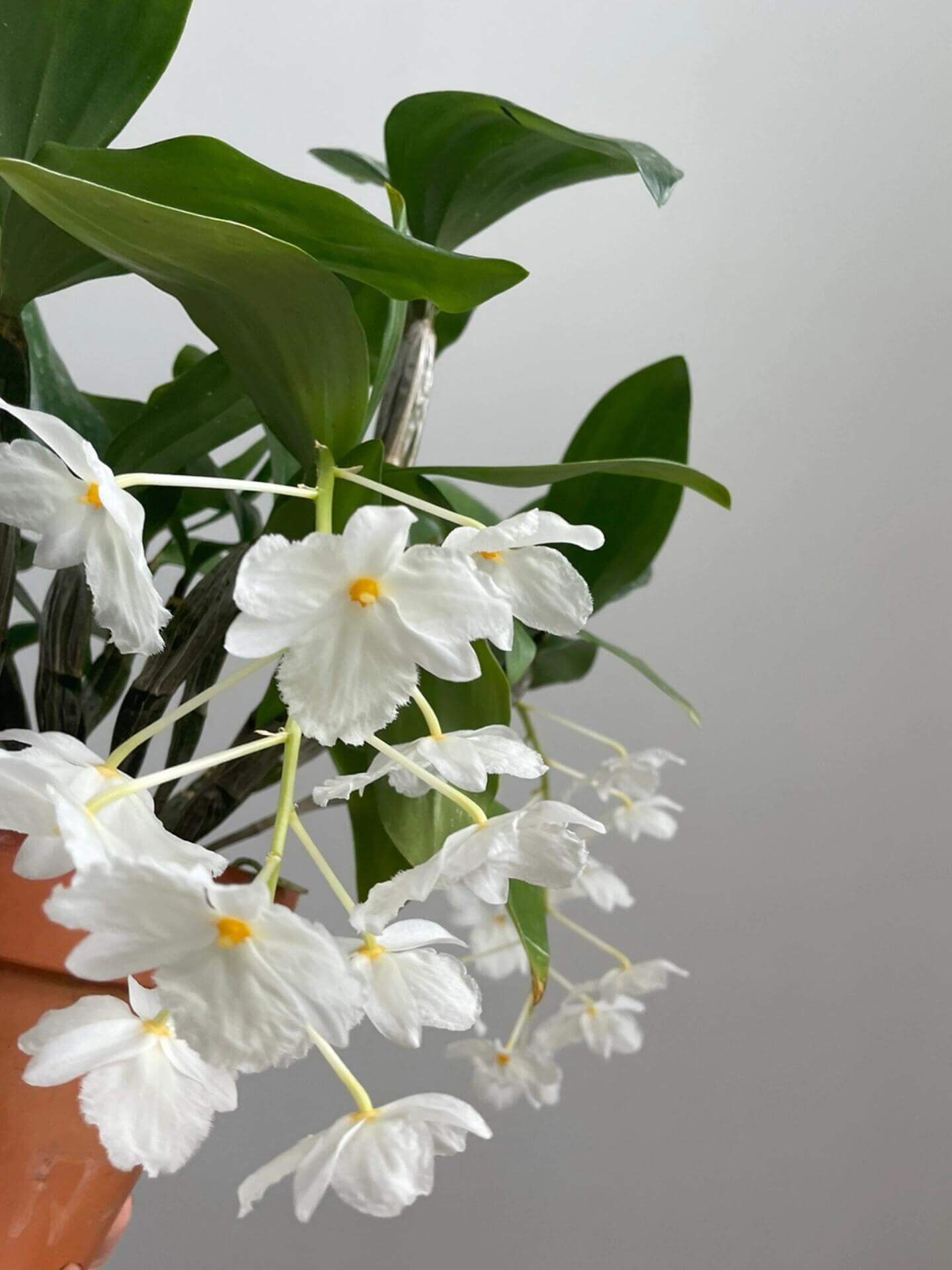 A strikingly rare pure‑white (album) form of Dendrobium farmeri, distinguished by its petaloid lip that mirrors the other petals—making this a highly unusual double mutation. The compact, vigorous plant blooms in spring on both new and old canes, sending out pendulous inflorescences up to 8″ long, covered in fragrant, daisy‑like white flowers (~2–2.5″ across) with yellow anther caps. Native to the eastern Himalayas and Southeast Asia (500–3,300 ft), it thrives in shaded, well‑ventilated conditions.