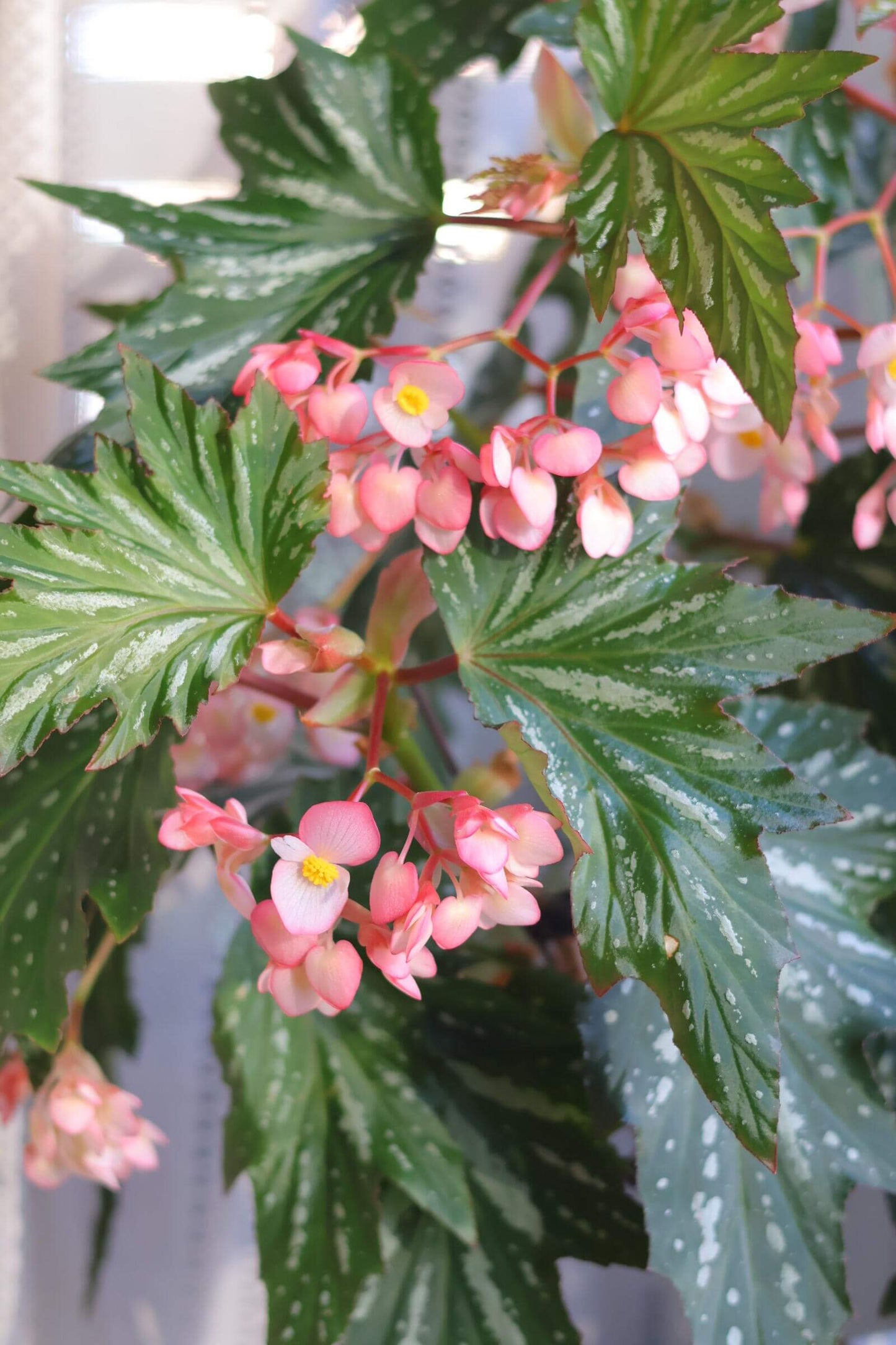 Begonia ‘Sophie Cecile’ (also known as ‘Sophia’ in some contexts) is a striking cane-stem or “angel wing” begonia cultivar first created by hybridizer Belva Nelson Kusler in 1961, via a cross between Begonia ‘Lenore Olivier’ and Begonia aconitifolia.
