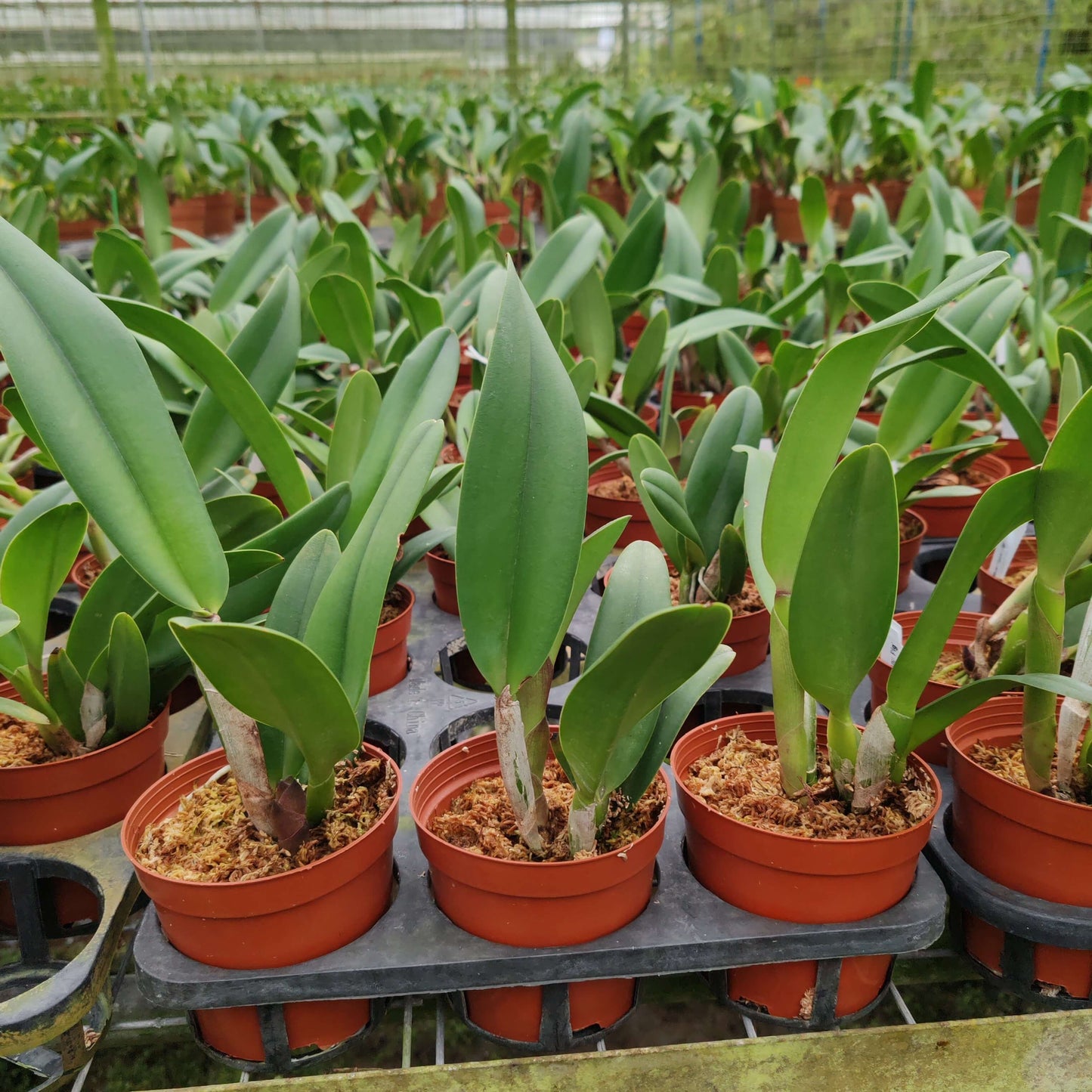 Rhyncholaeliocattleya Duh’s White ‘Pink Panther’