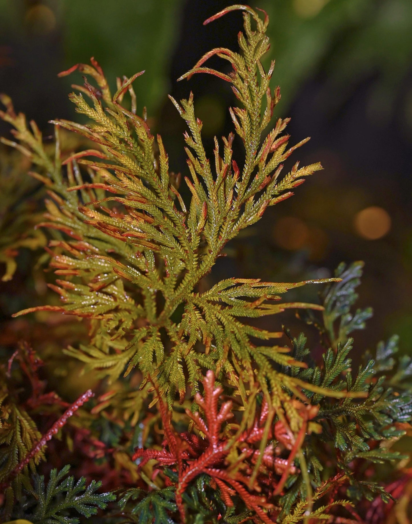 Selaginella erythropus, commonly known as the Ruby Red Club Moss, is a striking species of spike moss native to tropical regions of Central and South America. This plant is renowned for its vibrant green upper fronds and deep ruby-red undersides, making it a popular choice for terrariums and shaded indoor gardens. It thrives in humid environments and is well-suited for cultivation in containers or terrariums.