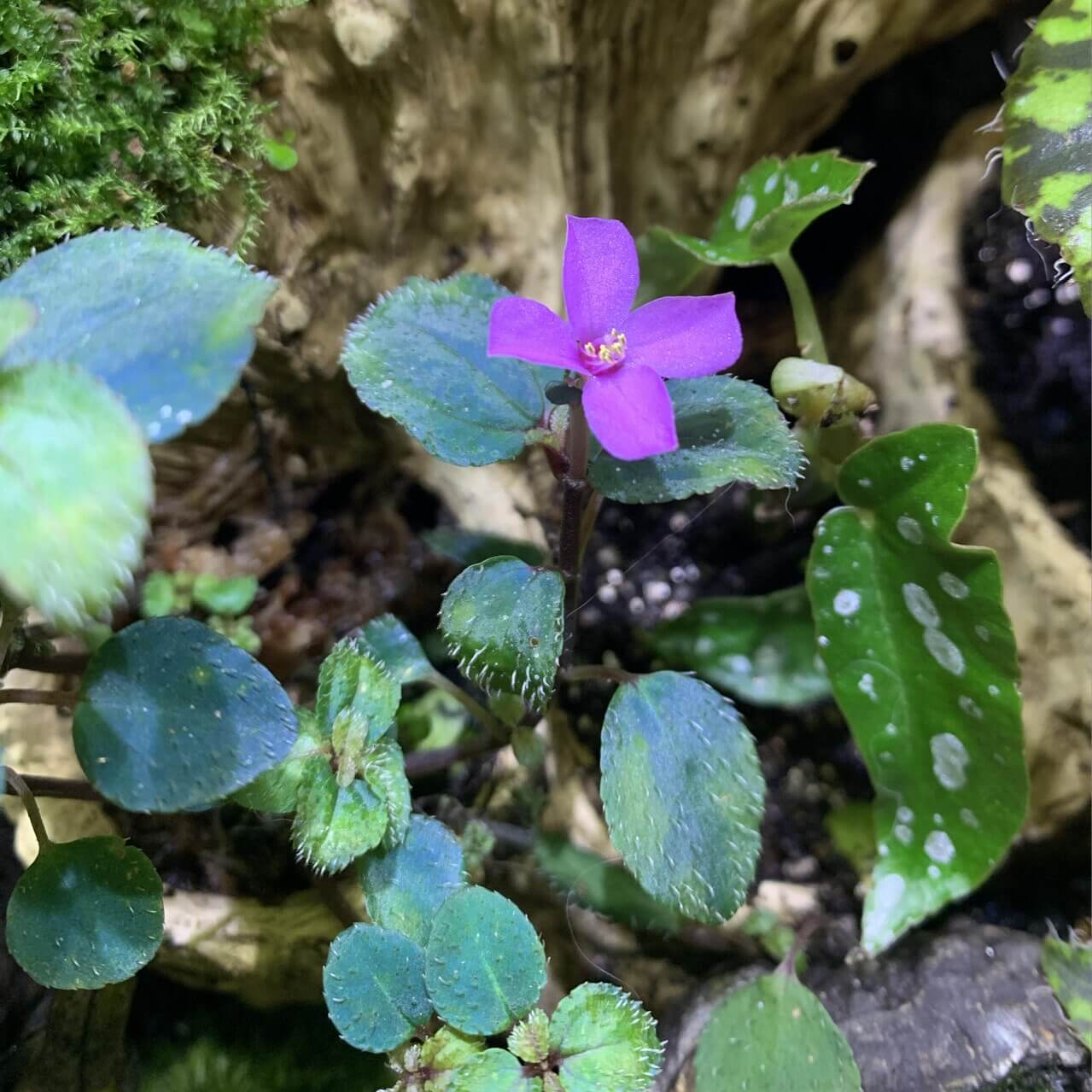 Sarcopyramis parvifolia is a rare and visually striking plant from the Melastomataceae family, native to tropical and subtropical regions of Asia. Known for its iridescent, blue-green leaves, it thrives in high-humidity environments, making it ideal for terrariums.