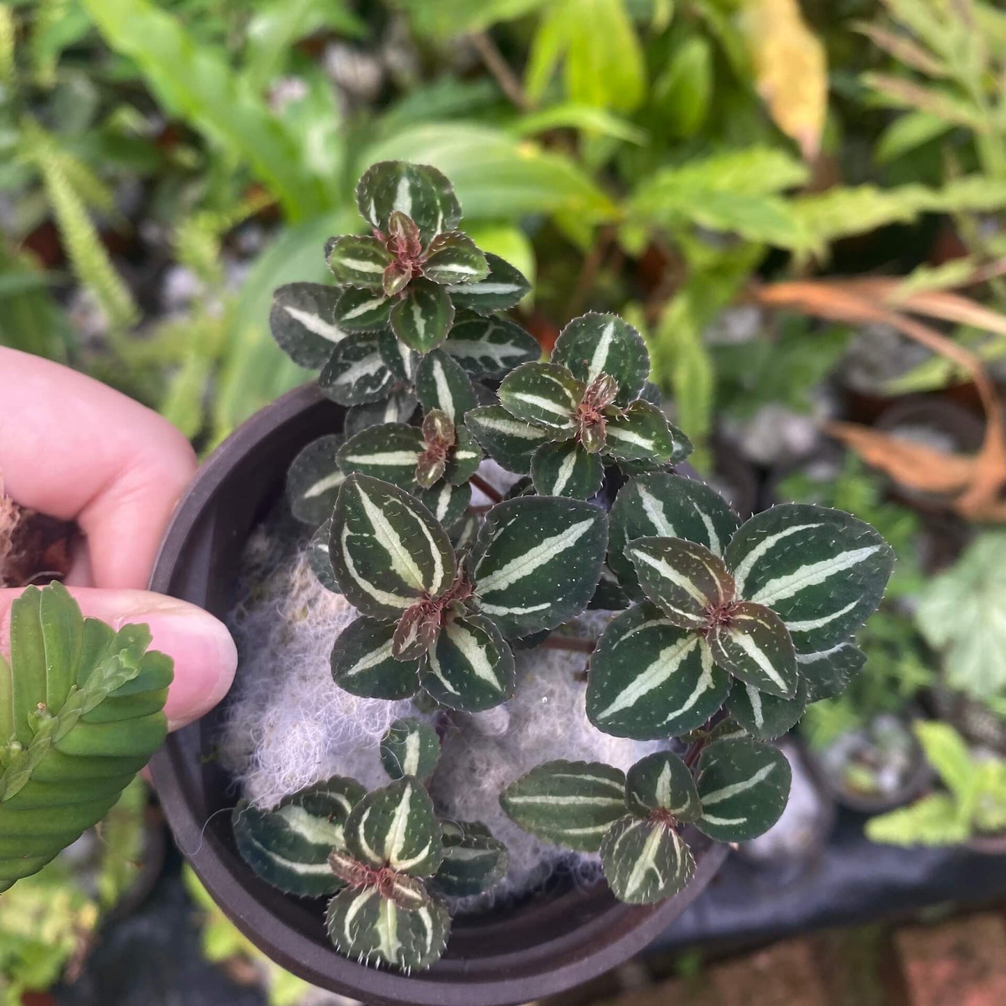 Sarcopyramis sp. Deep Green Leaf with White Veins, native to Asia, features striking deep green leaves adorned with distinct white veins, creating a beautiful contrast. This plant thrives in high-humidity environments, making it ideal for terrariums, where it can flourish under controlled conditions with consistent moisture and indirect light.