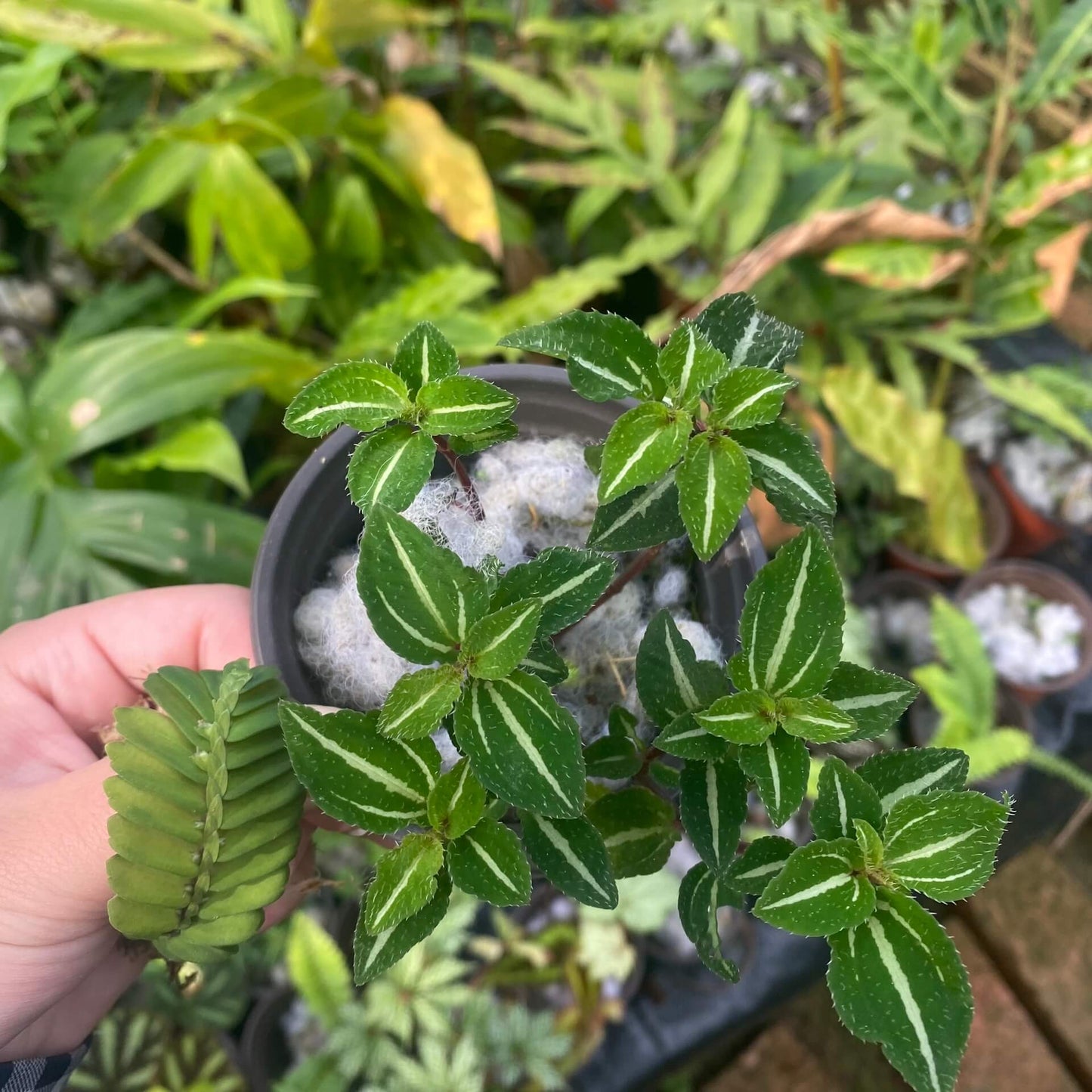 Sarcopyramis sp. Fresh Green Leaf with White Veins, native to Asia, showcases vibrant fresh green leaves with delicate white veins running through them, creating a stunning visual contrast. Thriving in high-humidity environments, it is perfect for terrariums, where it can flourish under controlled conditions with consistent moisture and indirect light.