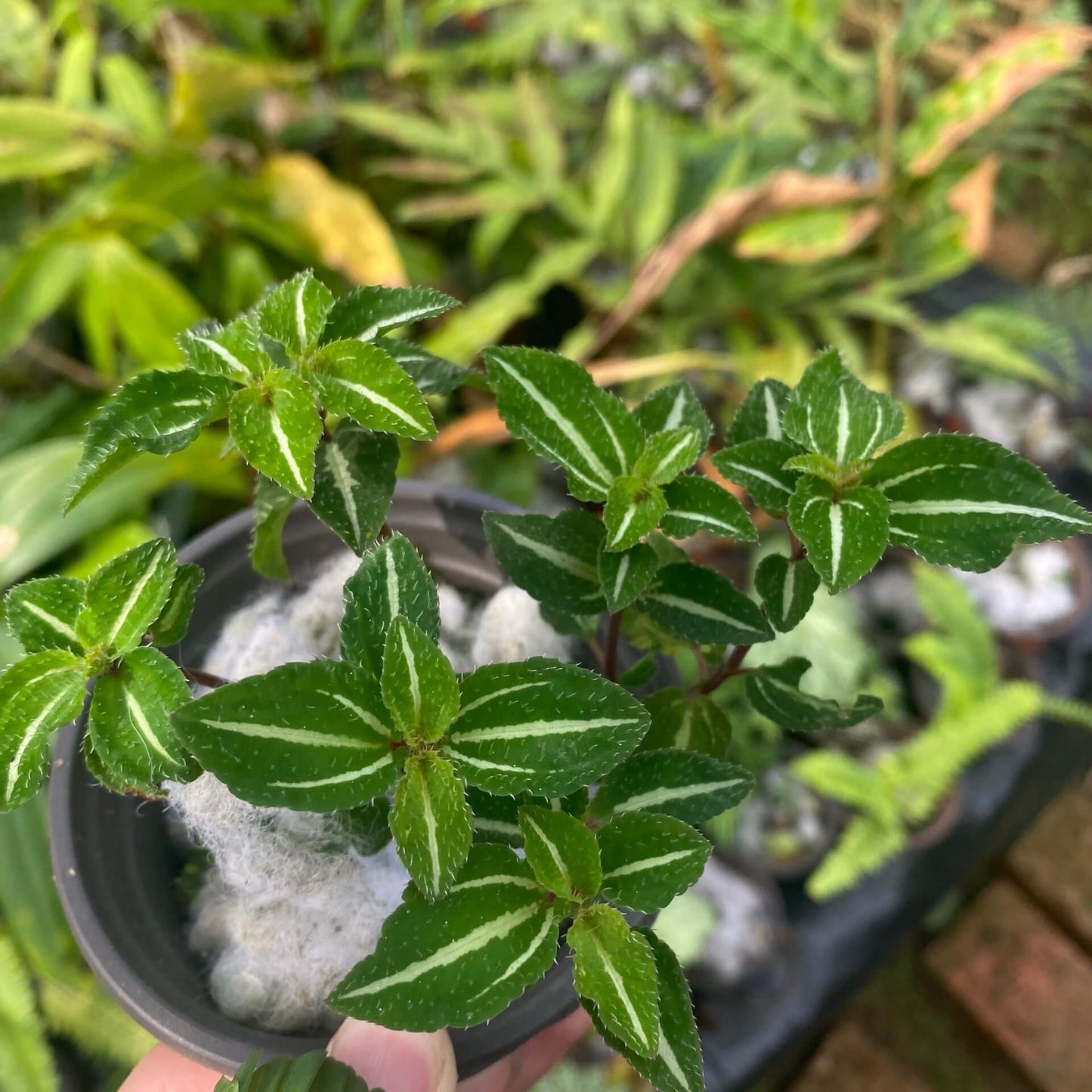 Sarcopyramis sp. Fresh Green Leaf with White Veins, native to Asia, showcases vibrant fresh green leaves with delicate white veins running through them, creating a stunning visual contrast. Thriving in high-humidity environments, it is perfect for terrariums, where it can flourish under controlled conditions with consistent moisture and indirect light.
