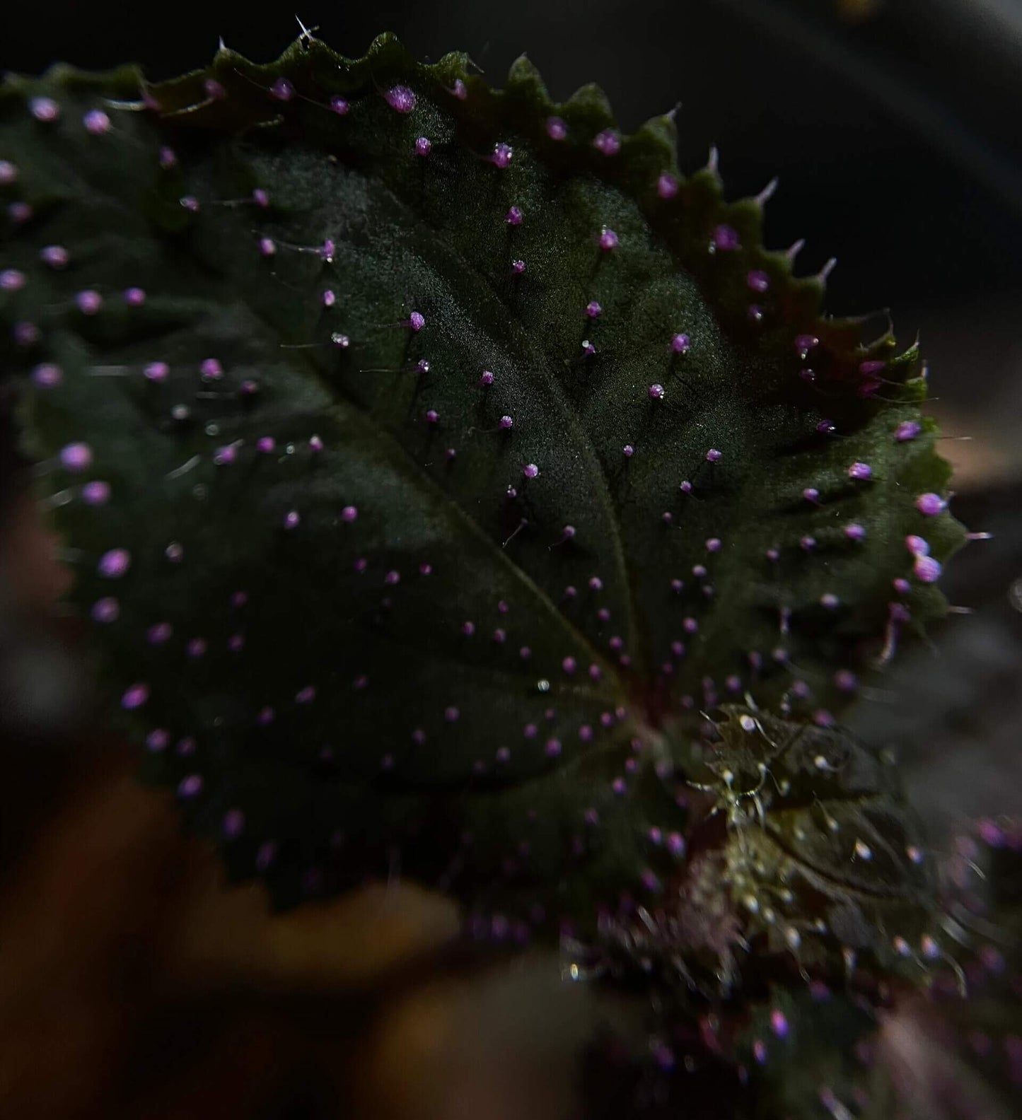 Sarcopyramis sp. Sanggau Pink Spots is native to West Kalimantan, Indonesia. Its leaves are adorned with pink spots and white fuzz, creating a unique appearance. This plant stays small, only reaching about 6 inches but often remaining even smaller, making it an ideal choice for terrariums.