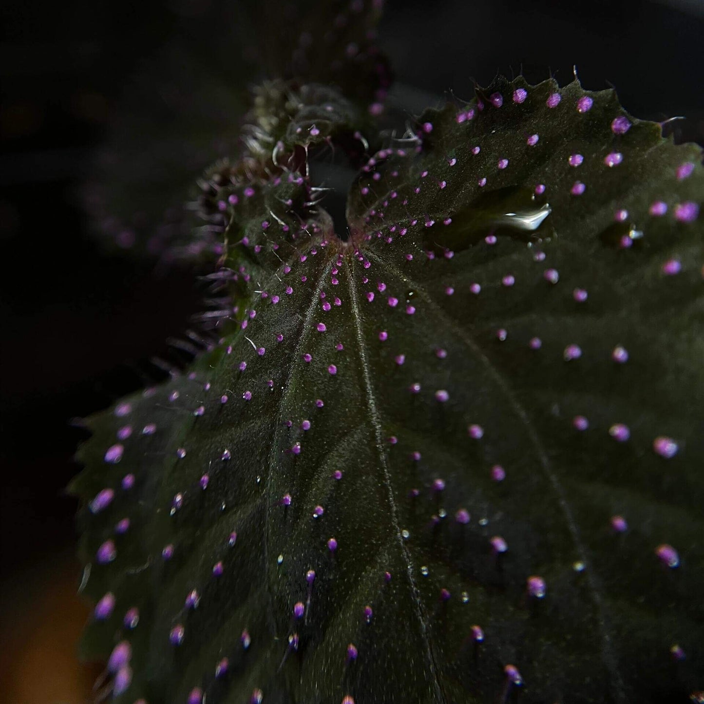 Sarcopyramis sp. Sanggau Pink Spots is native to West Kalimantan, Indonesia. Its leaves are adorned with pink spots and white fuzz, creating a unique appearance. This plant stays small, only reaching about 6 inches but often remaining even smaller, making it an ideal choice for terrariums.