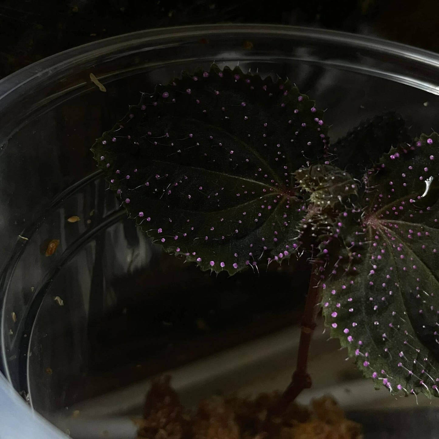 Sarcopyramis sp. Sanggau Pink Spots is native to West Kalimantan, Indonesia. Its leaves are adorned with pink spots and white fuzz, creating a unique appearance. This plant stays small, only reaching about 6 inches but often remaining even smaller, making it an ideal choice for terrariums.
